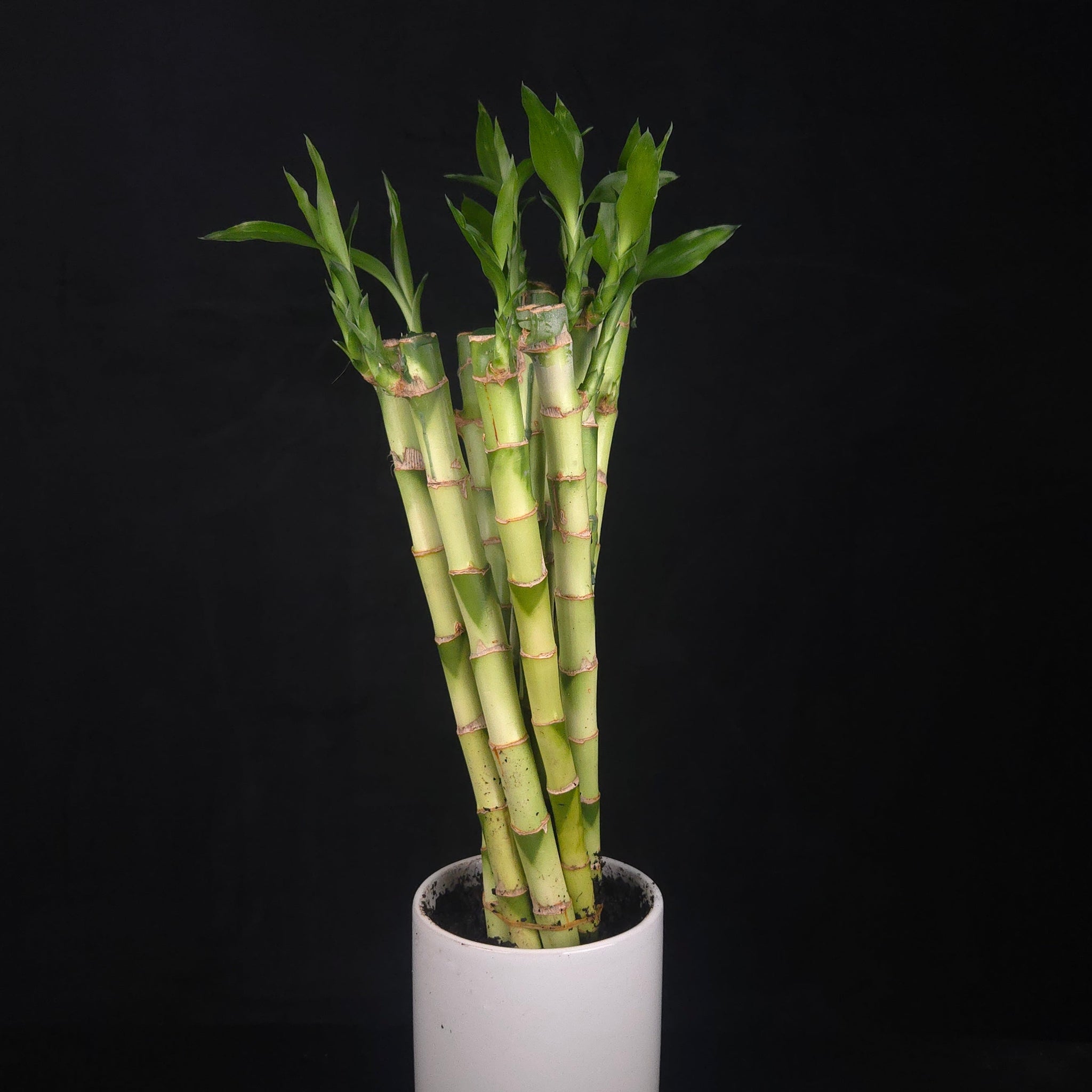 Dracaena sanderiana Lucky Bamboo Straight Rooted Stems - Pack of 10