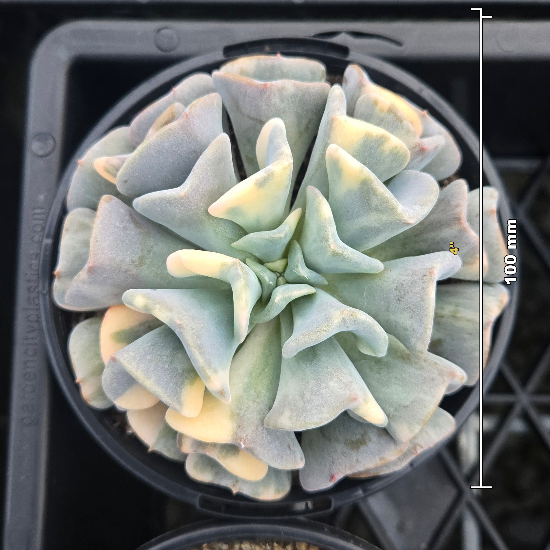 Echeveria Cubic Frost 'Variegata'
