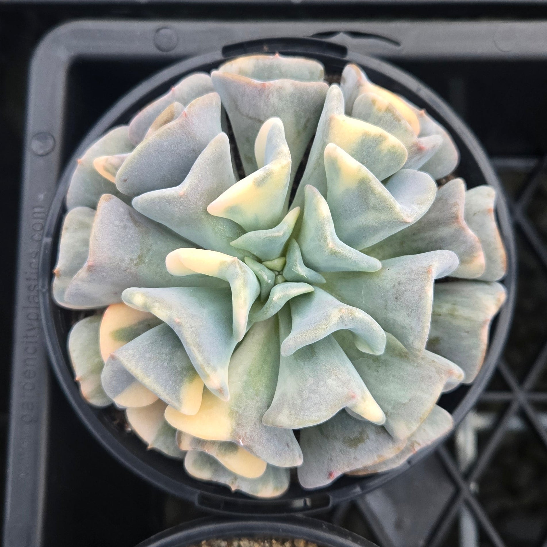 Echeveria Cubic Frost 'Variegata'