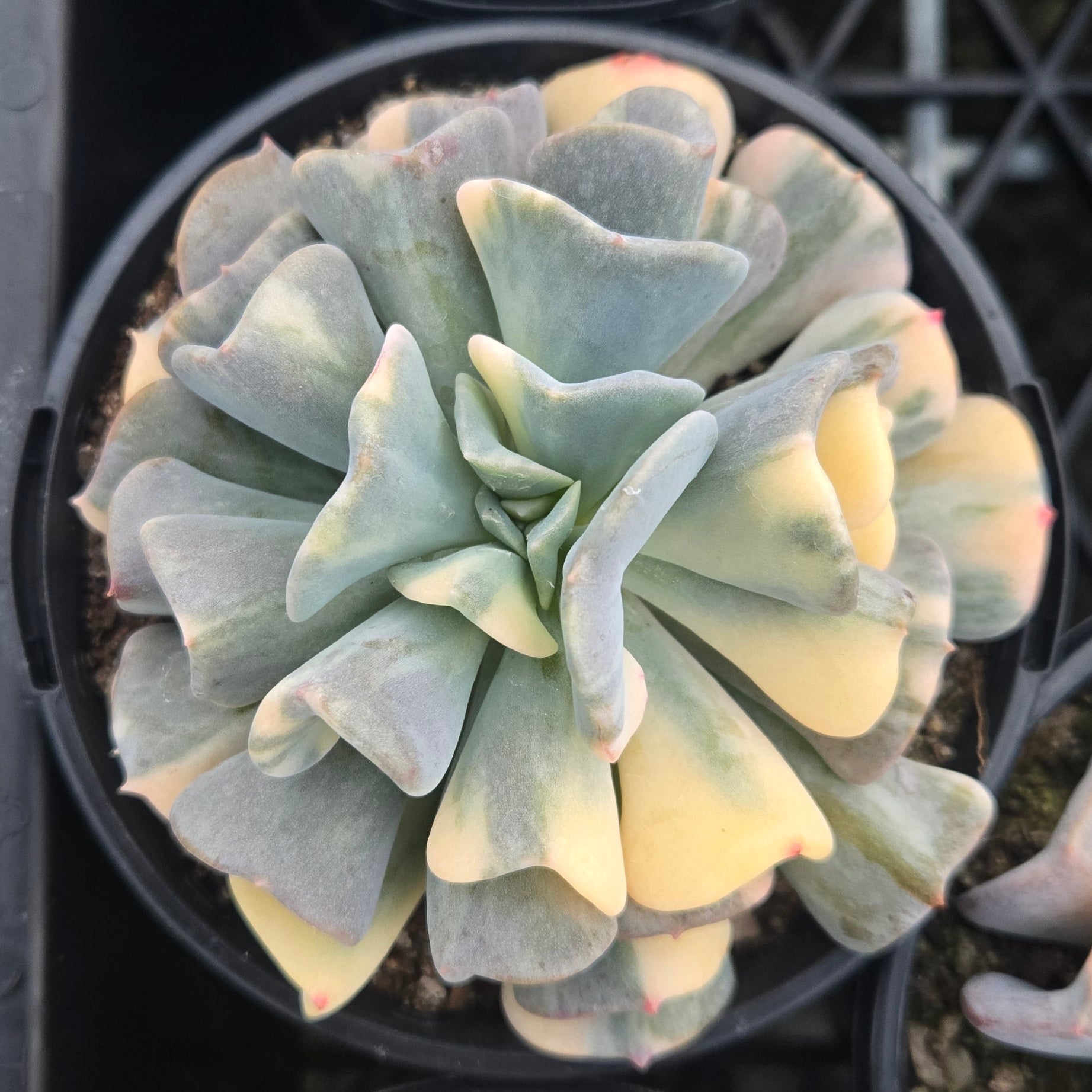 Echeveria Cubic Frost 'Variegata'