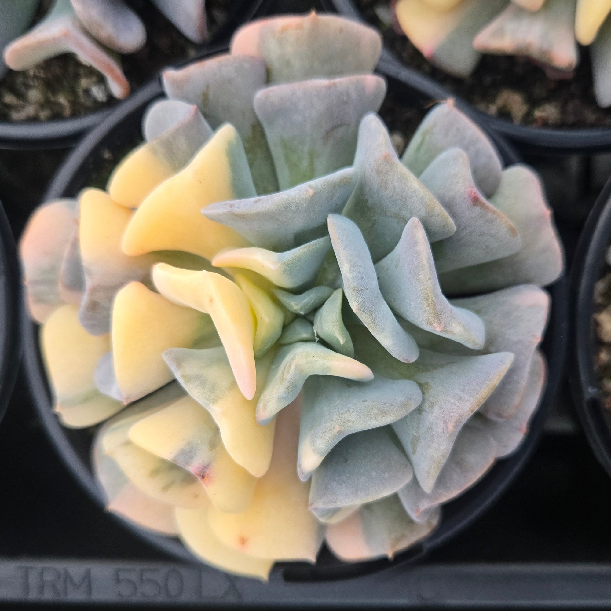 Echeveria Cubic Frost 'Variegata'