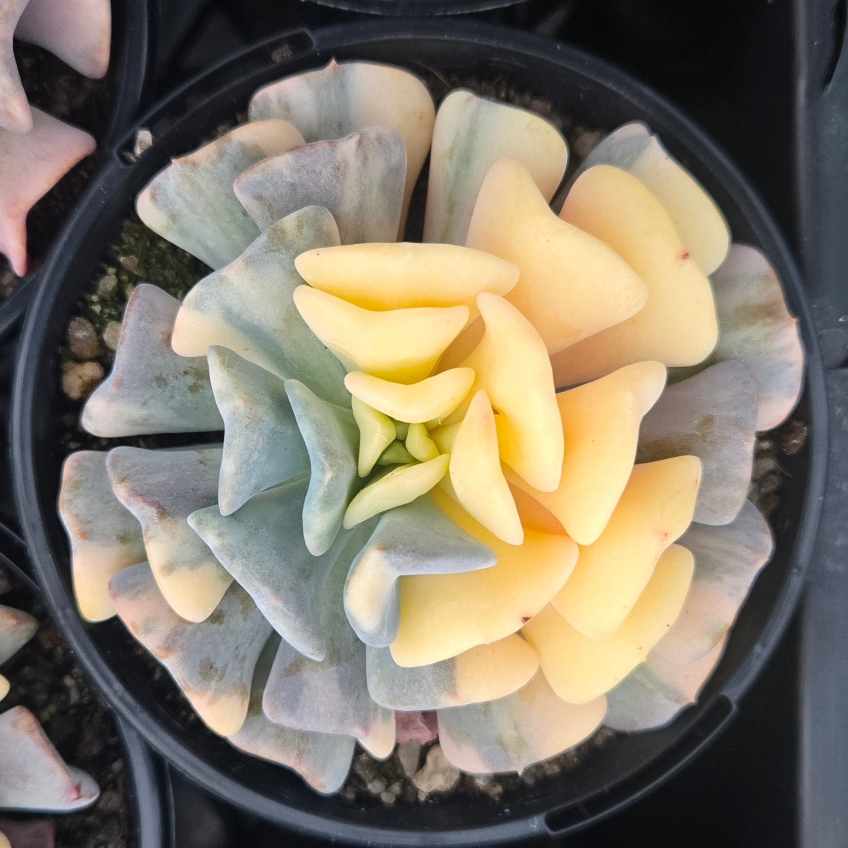 Echeveria Cubic Frost 'Variegata'