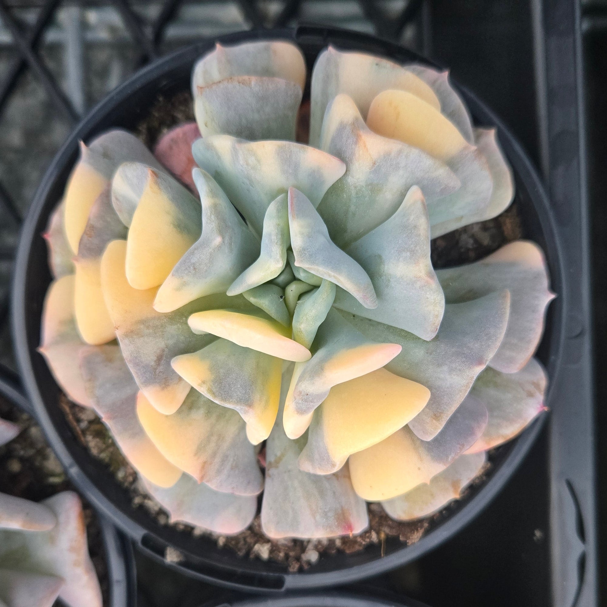 Echeveria Cubic Frost 'Variegata'