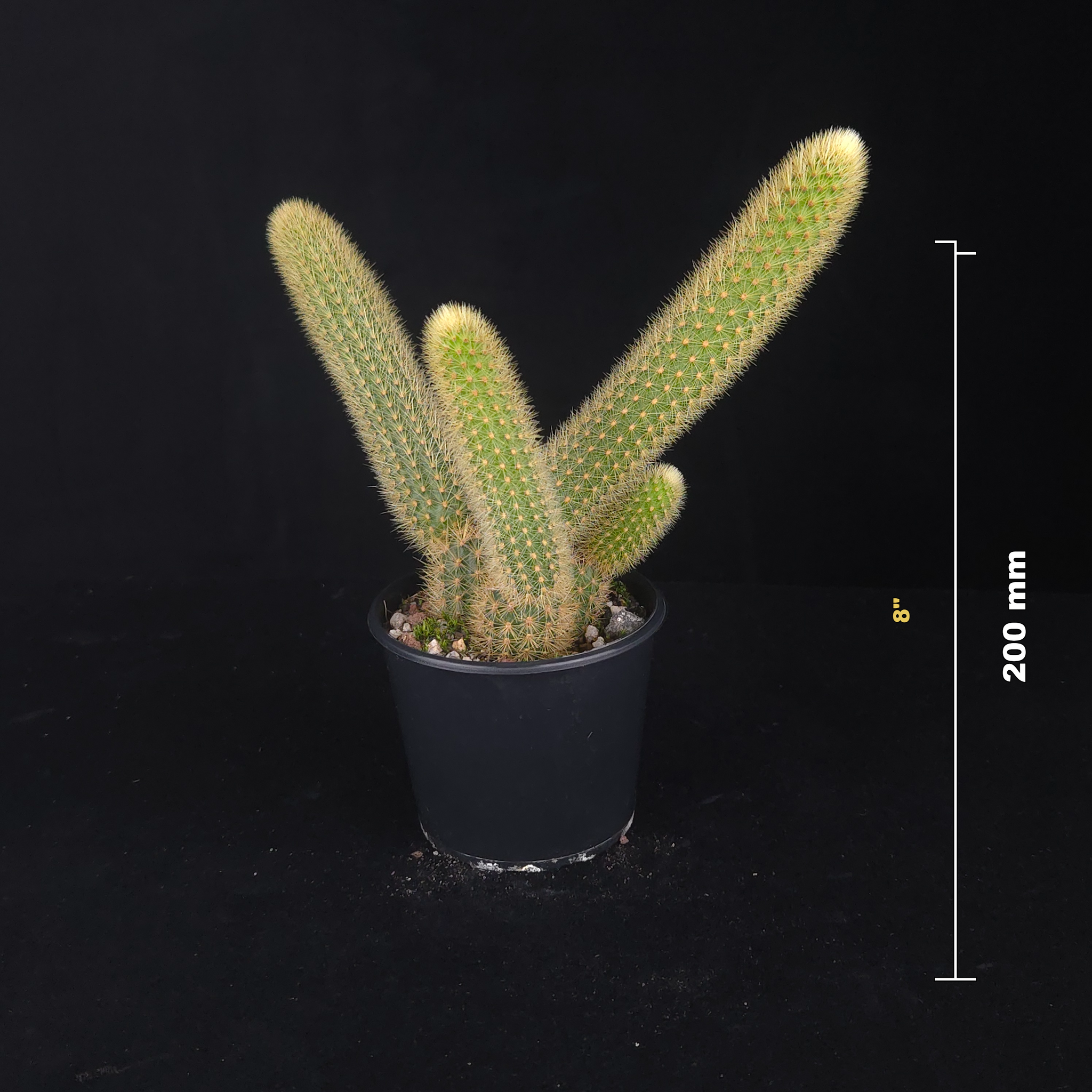 Cleistocactus winteri (syn. Hildewintera aureispina) – Golden Rat Tail Cactus