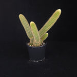 Trailing Golden Rat Tail Cactus with soft golden spines and orange flowers.