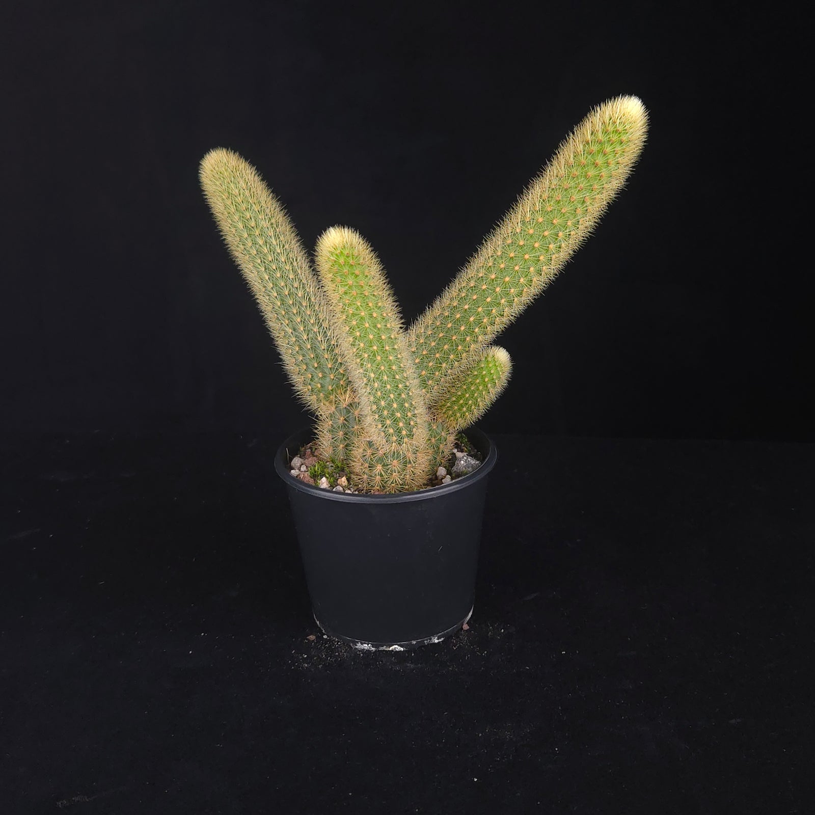 Trailing Golden Rat Tail Cactus with soft golden spines and orange flowers.