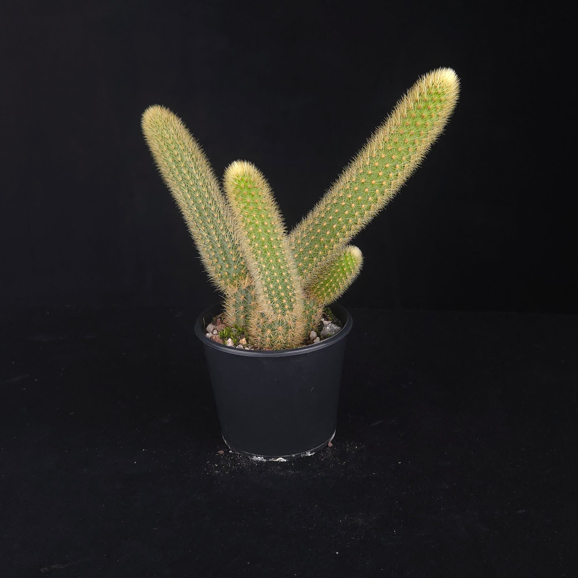 Trailing Golden Rat Tail Cactus with soft golden spines and orange flowers.