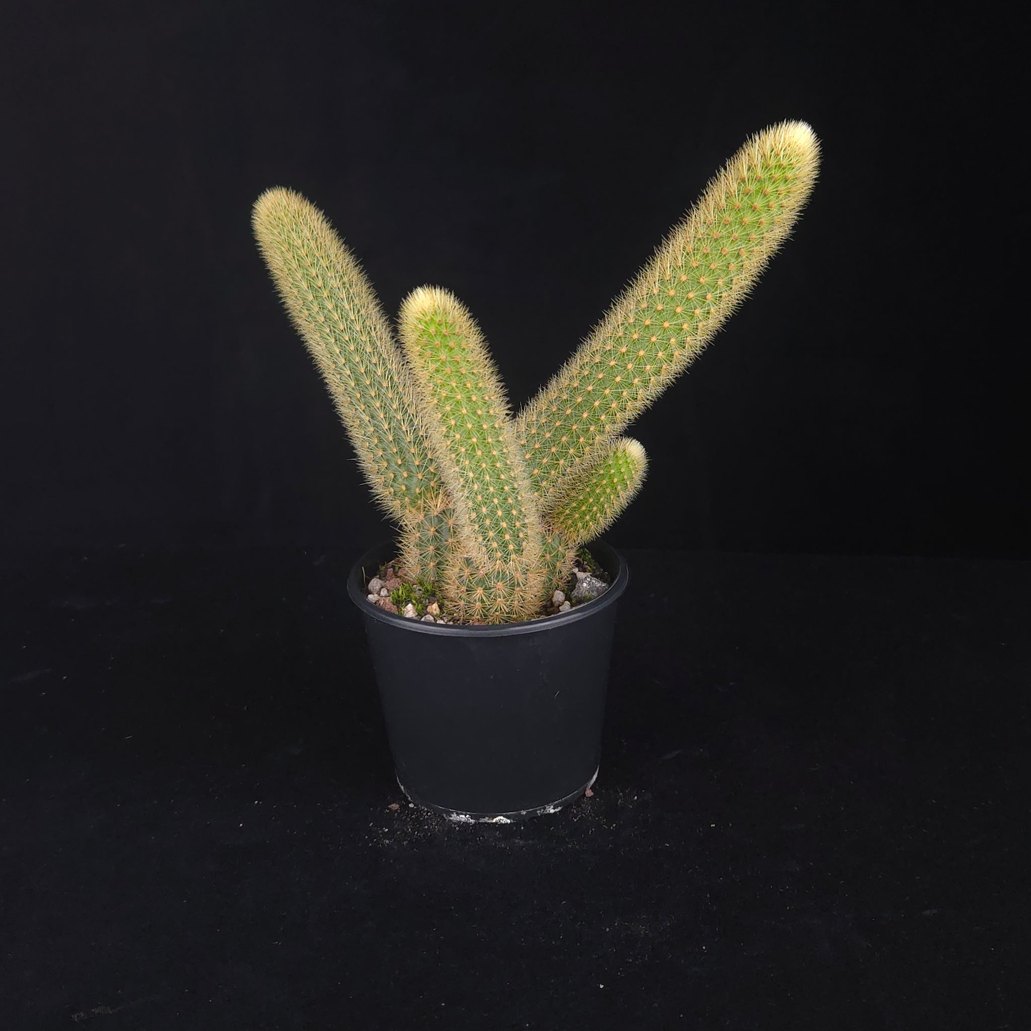 Trailing Golden Rat Tail Cactus with soft golden spines and orange flowers.