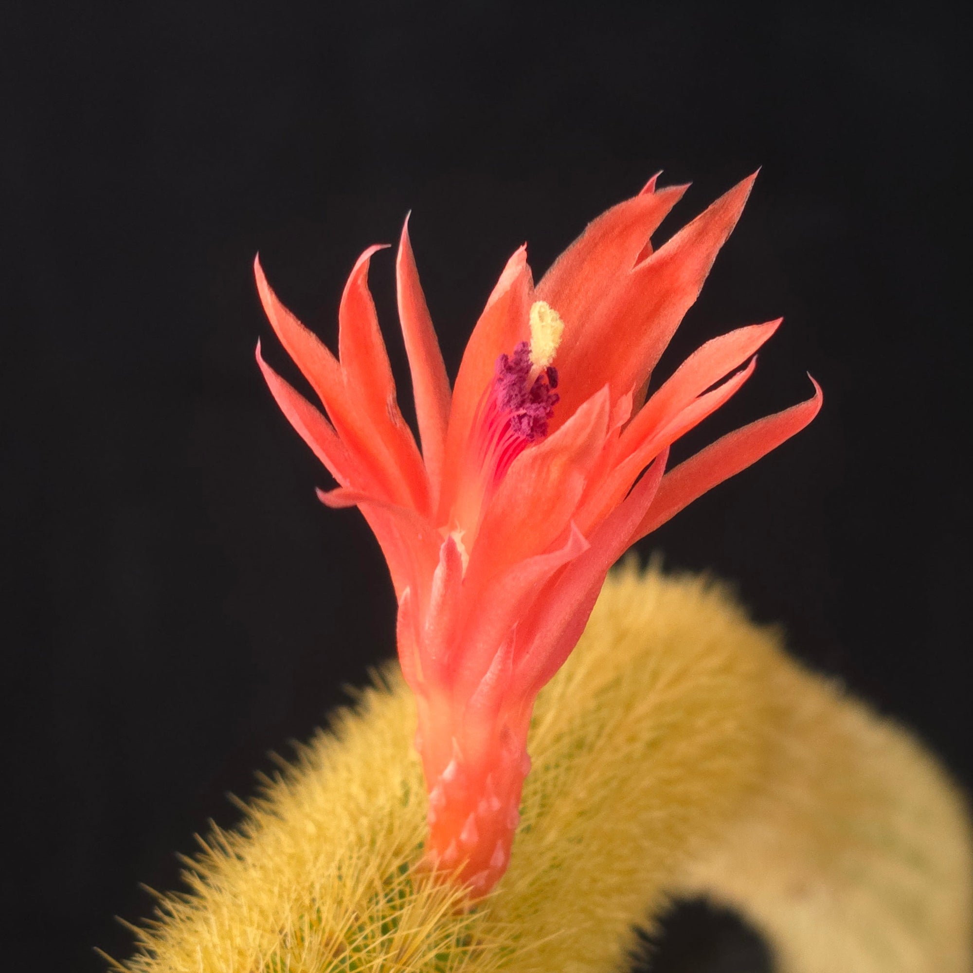 Cleistocactus winteri (syn. Hildewintera aureispina) – Golden Rat Tail Cactus