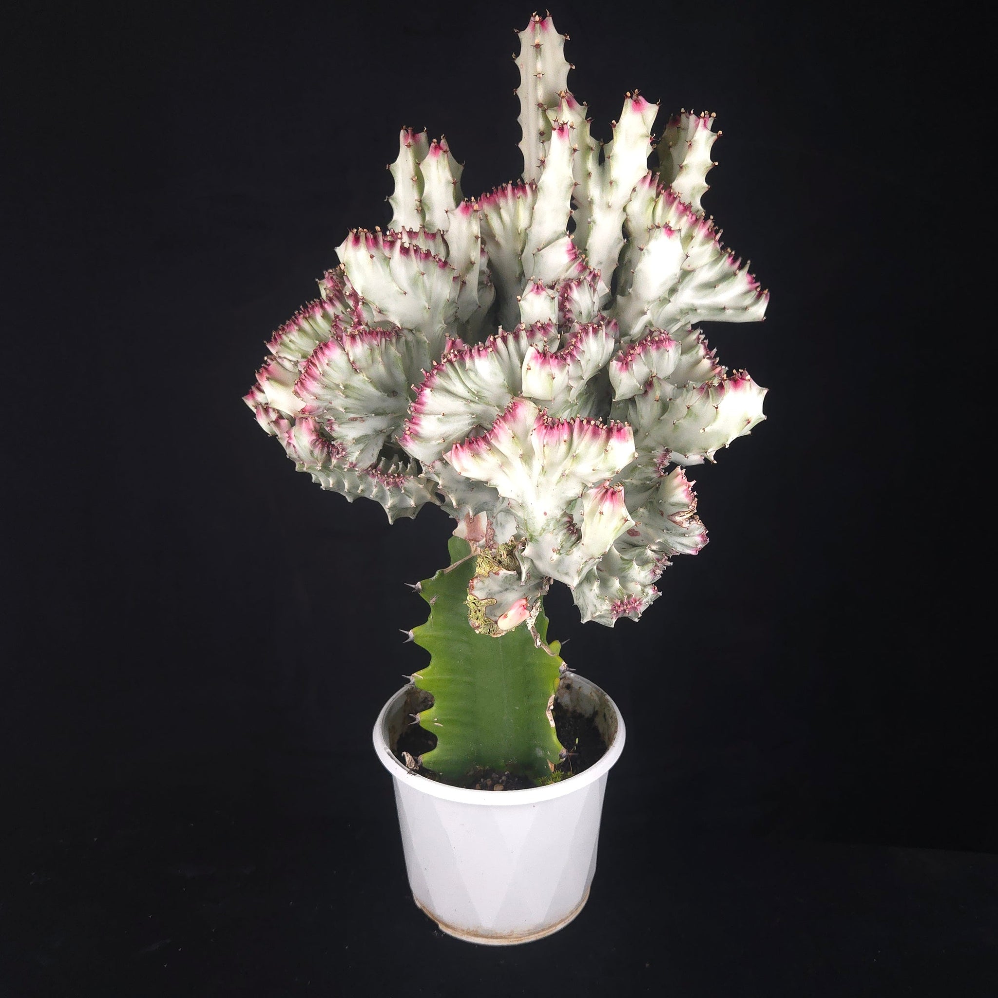 Euphorbia lactea 'Cristata Variegata' - The Coral Cactus (WA Prohibited) - One Off Specials