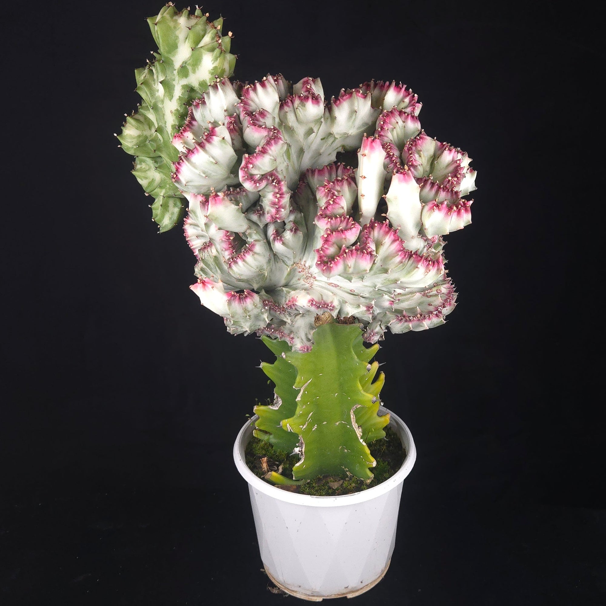 Euphorbia lactea 'Cristata Variegata' - The Coral Cactus (WA Prohibited) - One Off Specials