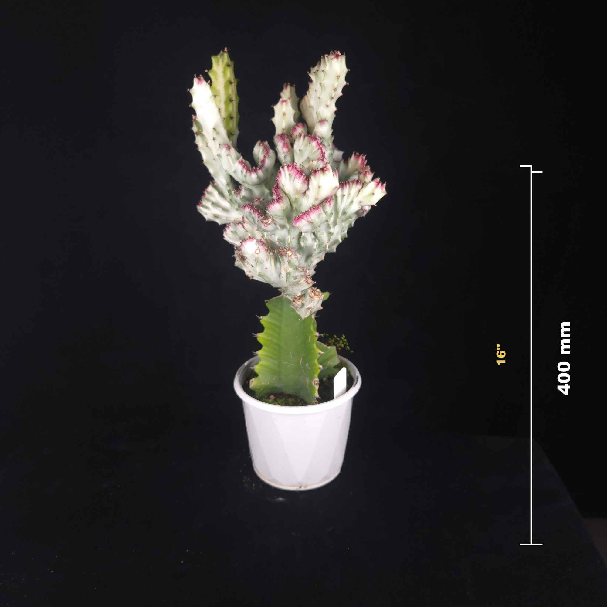 Euphorbia lactea 'Cristata Variegata' - The Coral Cactus (WA Prohibited) - One Off Specials
