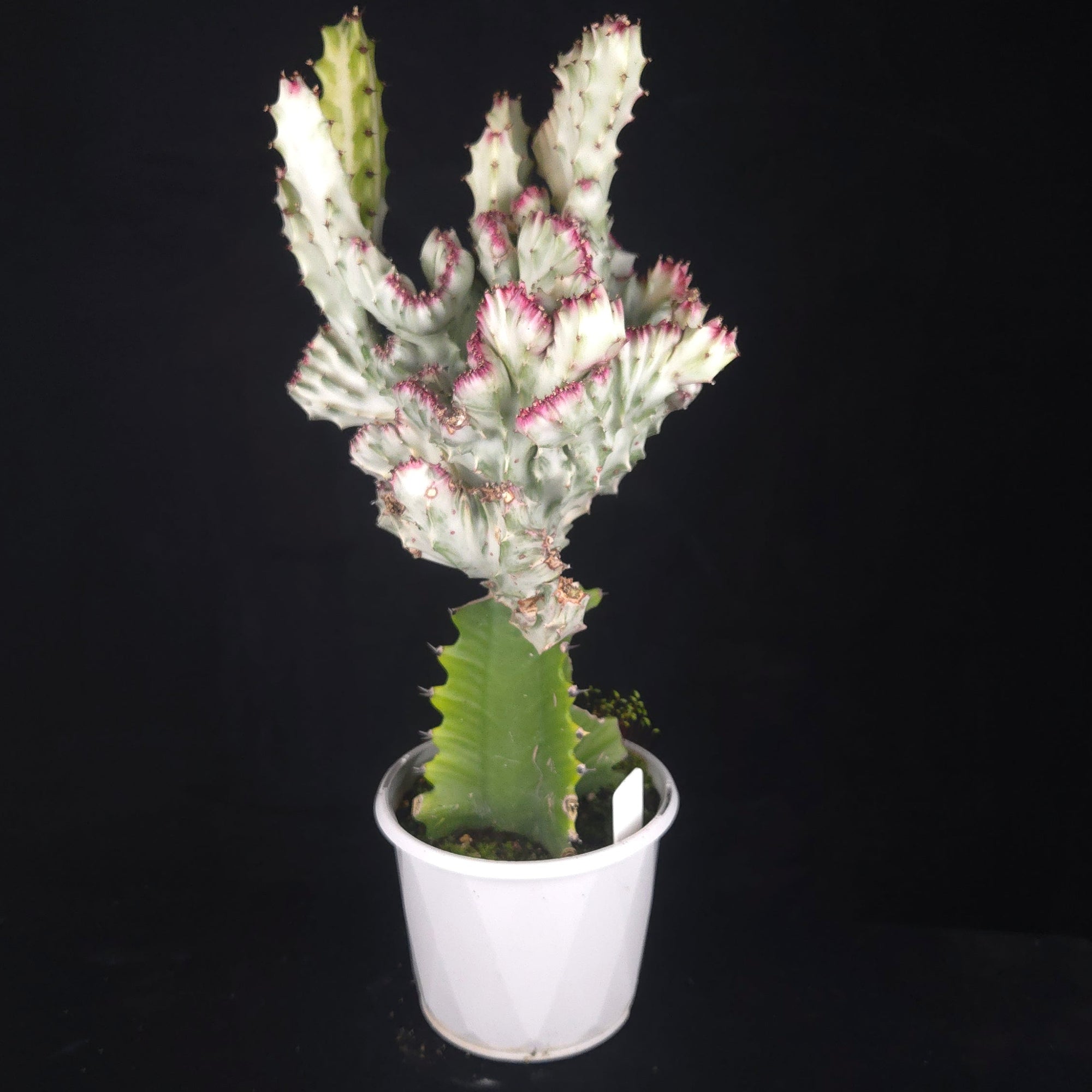 Euphorbia lactea 'Cristata Variegata' - The Coral Cactus (WA Prohibited) - One Off Specials