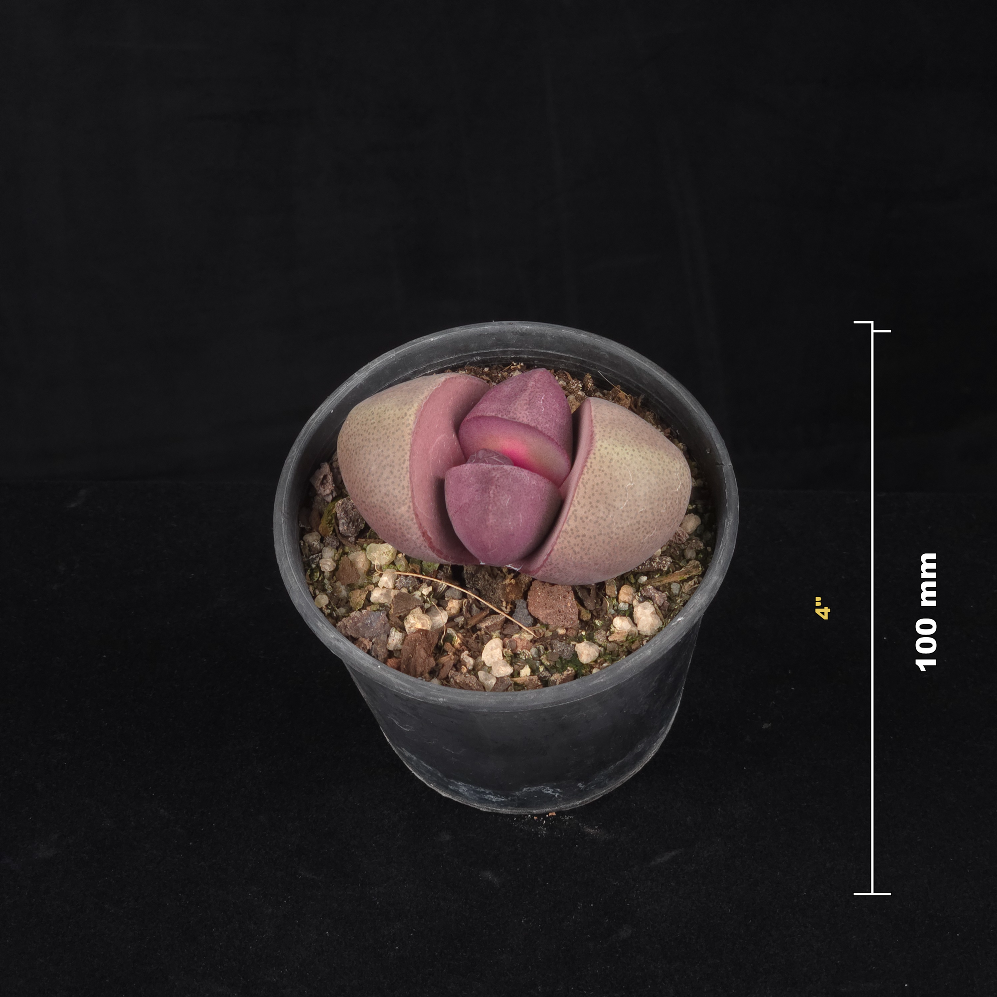 Pleiospilos nelii 'Royal Flush' - Living Stone