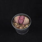 Pleiospilos nelii 'Royal Flush' - Living Stone