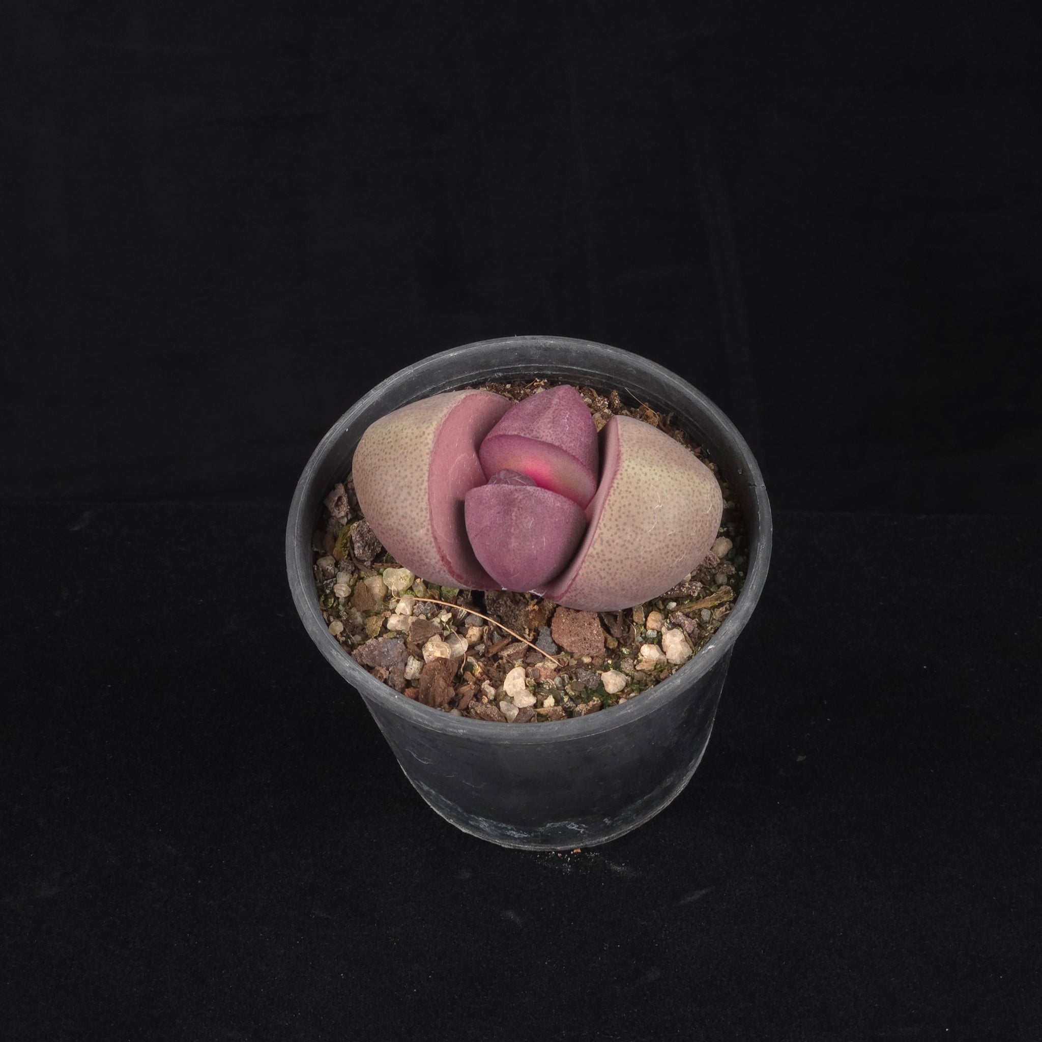 Pleiospilos nelii 'Royal Flush' - Living Stone
