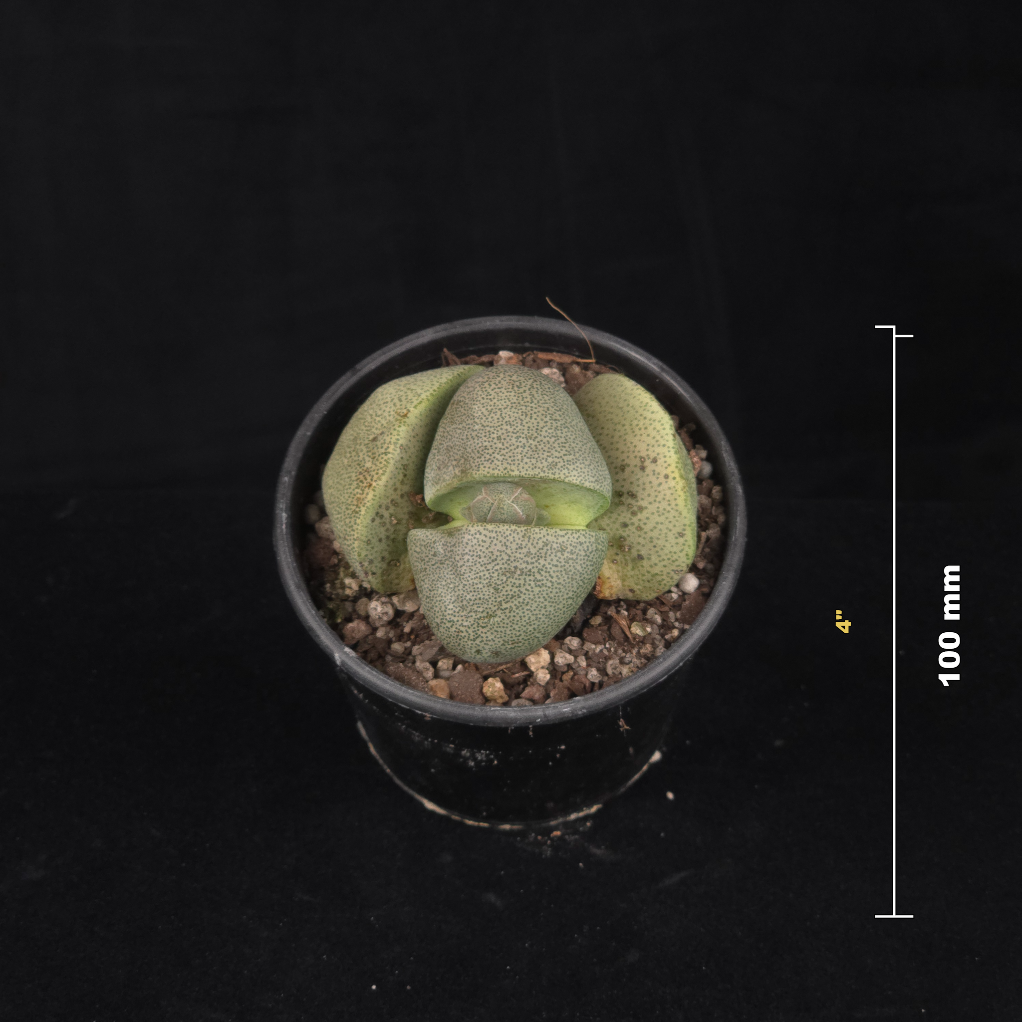 Pleiospilos nelii – Living Stone