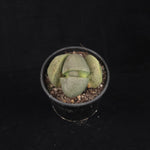 Pleiospilos nelii – Living Stone