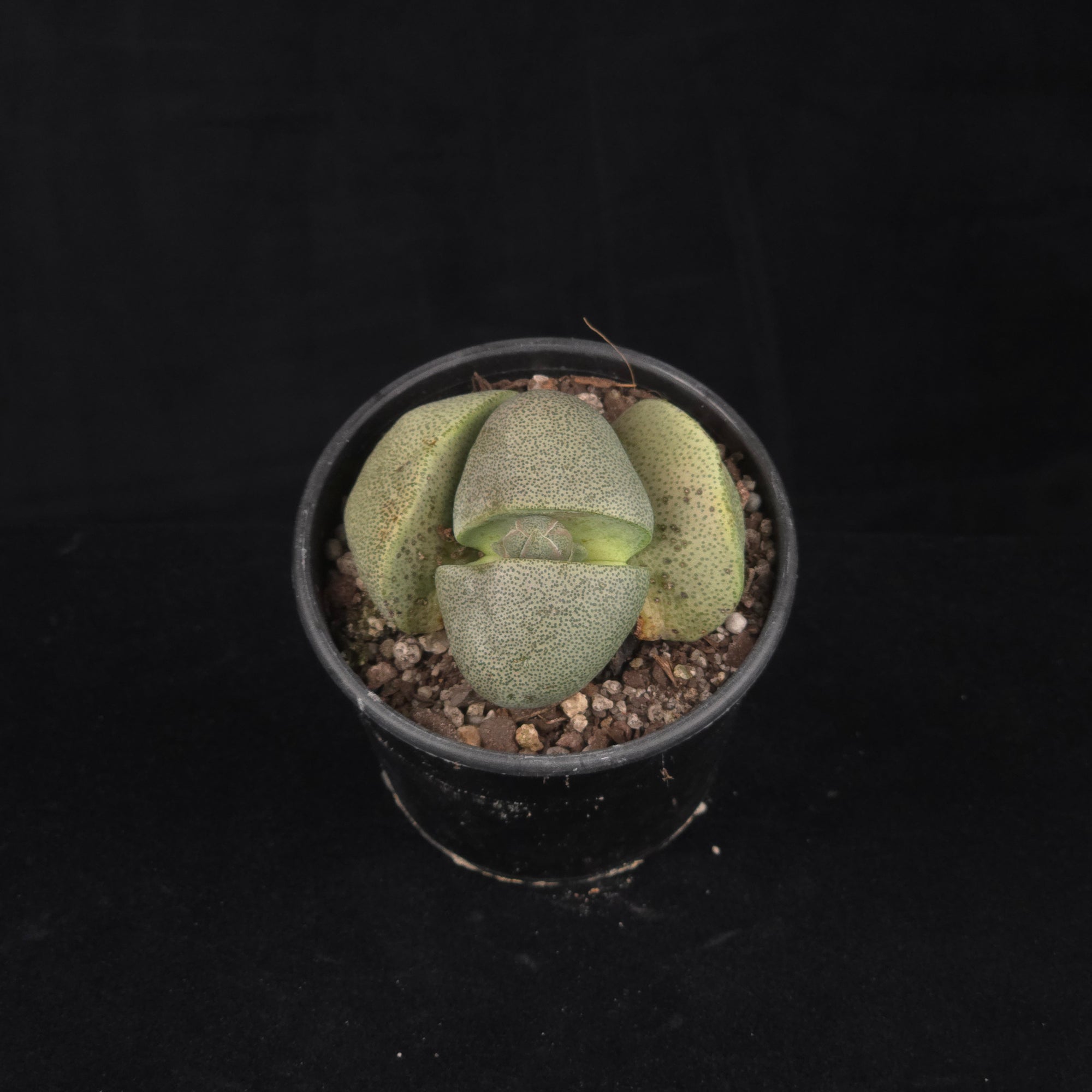 Pleiospilos nelii – Living Stone