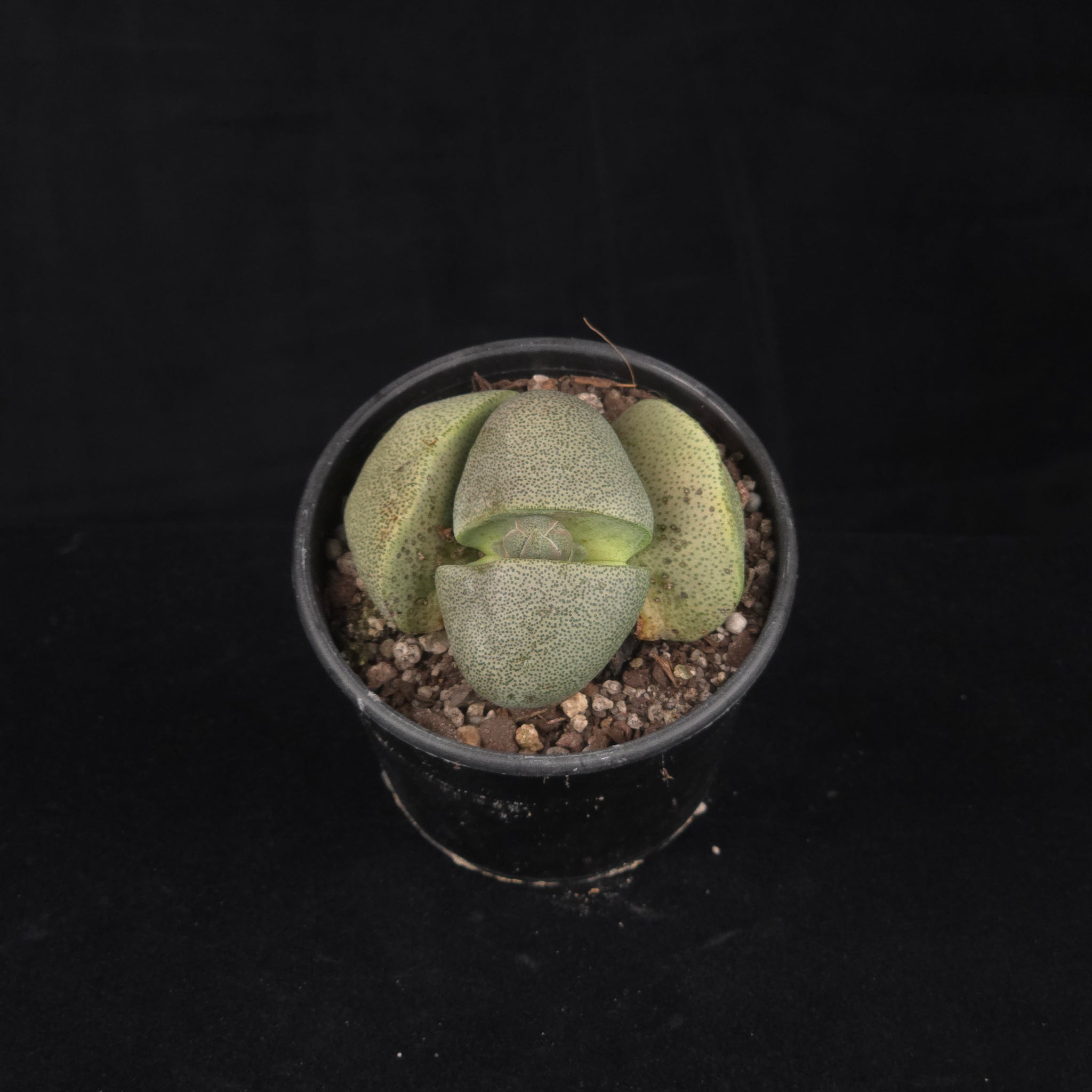 Pleiospilos nelii – Living Stone