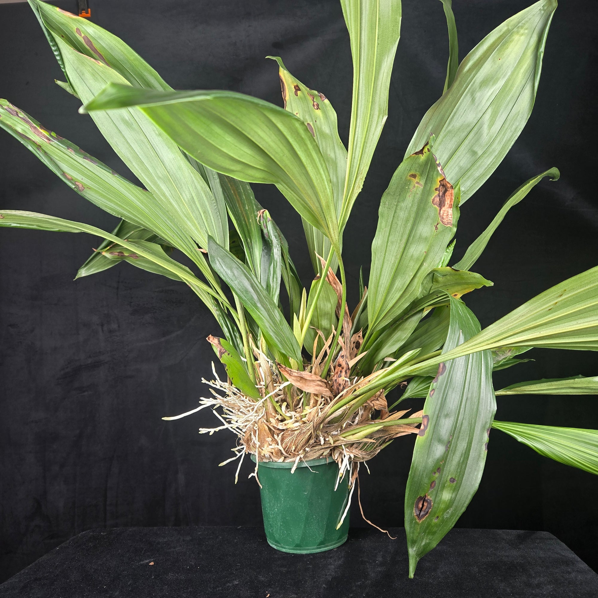 Stanhopea inodora × oculata – Collector's Specimen Orchid