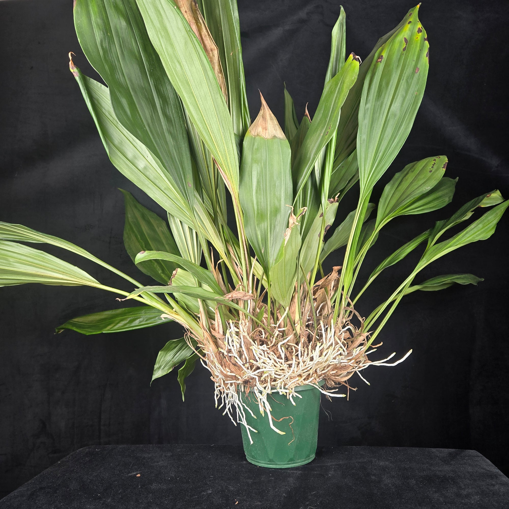 Stanhopea inodora × oculata – Collector's Specimen Orchid