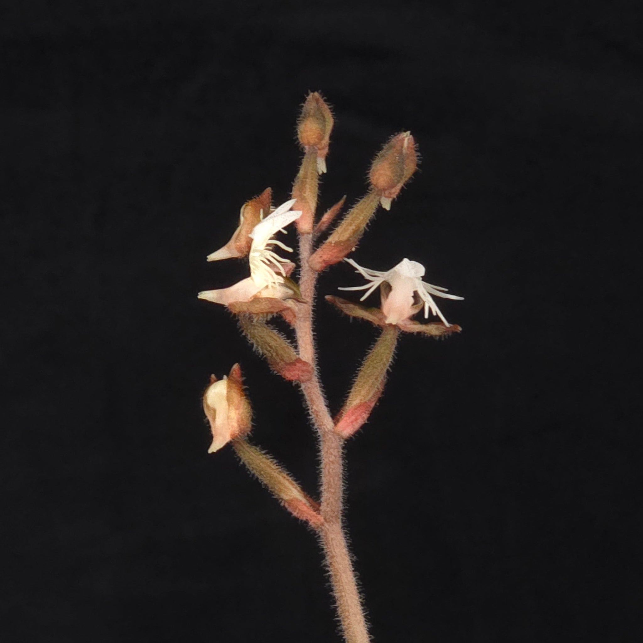 Anoectochilus 'Black Swan'