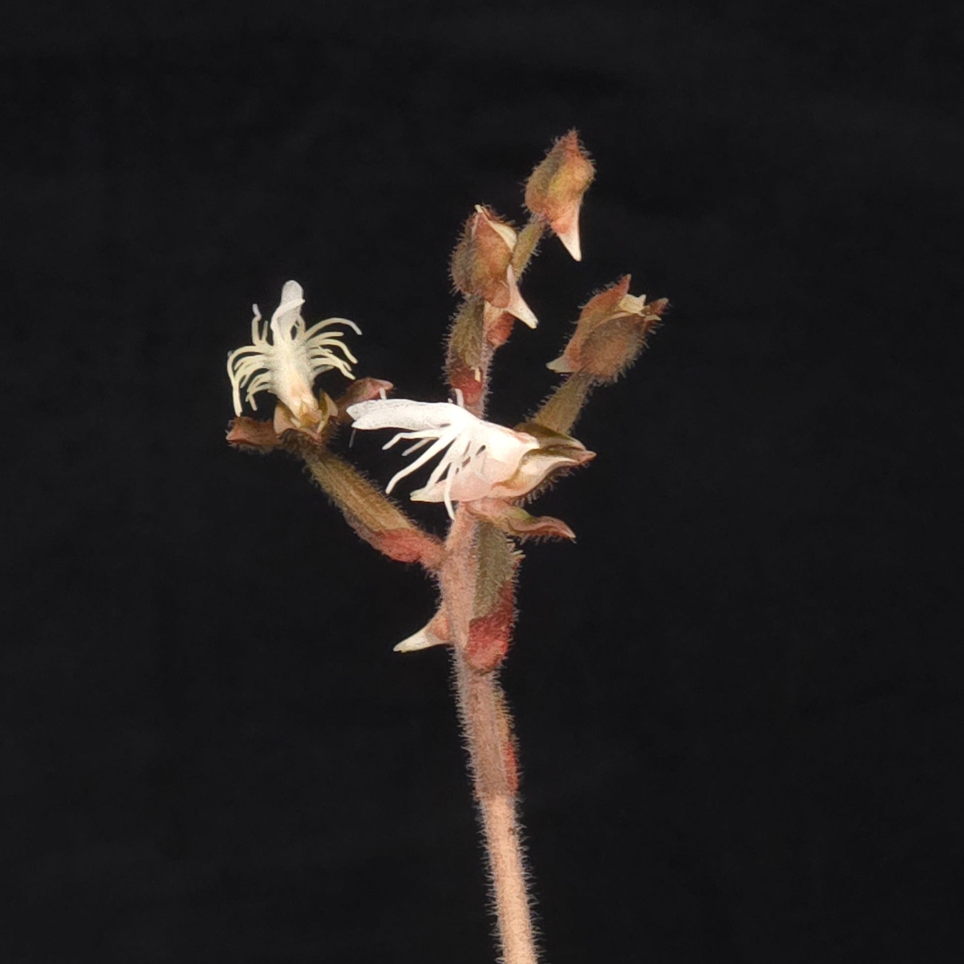 Anoectochilus 'Black Swan'