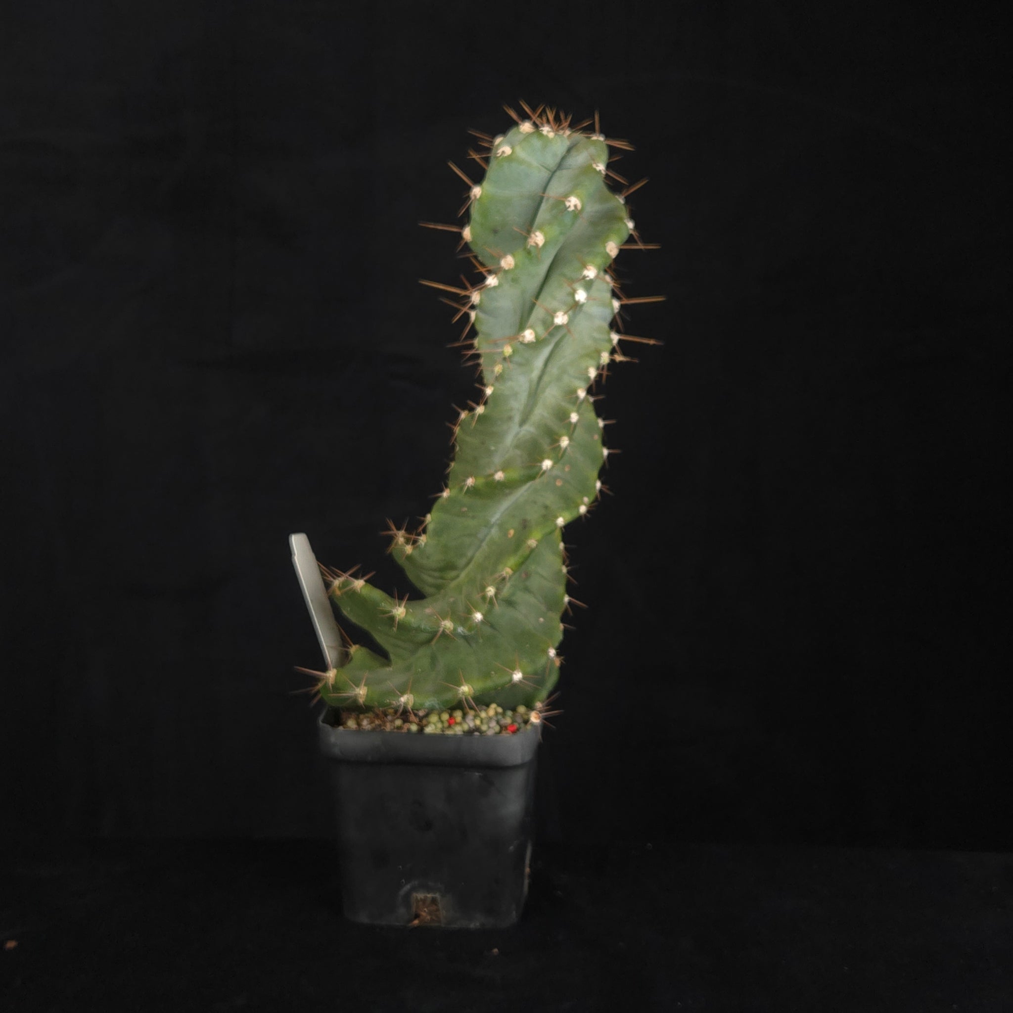 Cereus forbesii 'Spiralis'