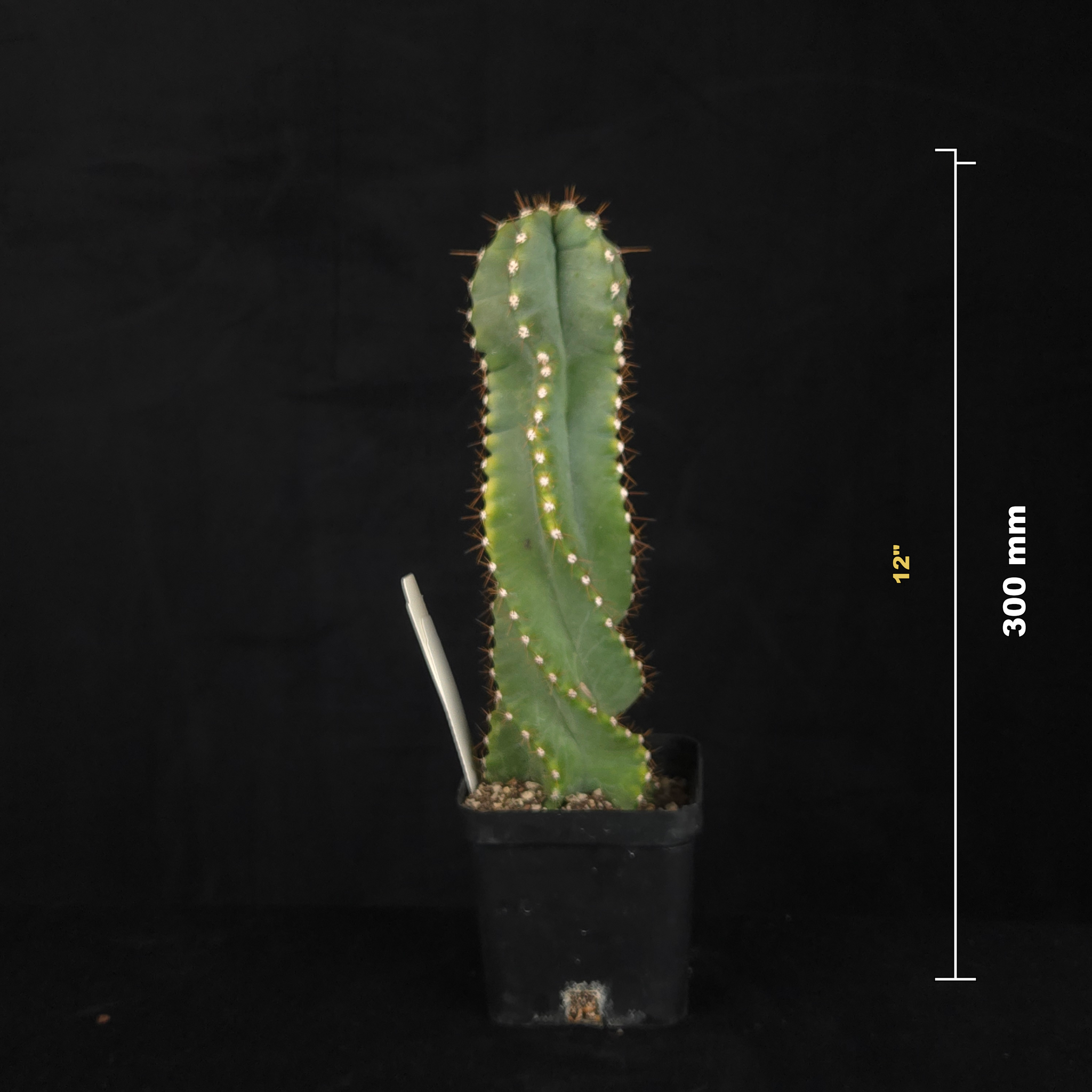 Cereus forbesii 'Spiralis'