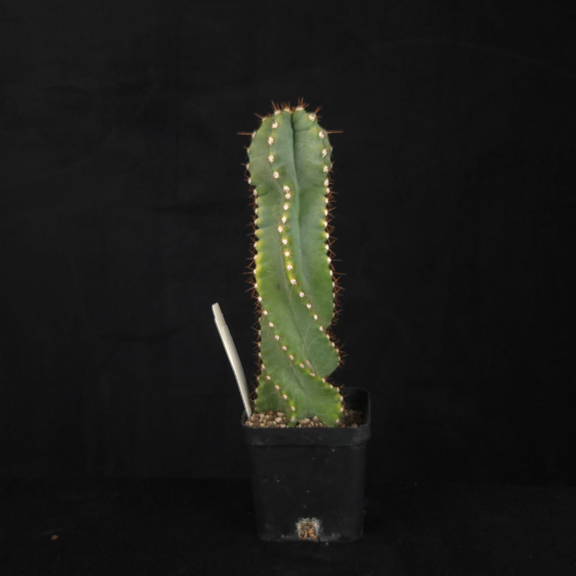 Cereus forbesii 'Spiralis'