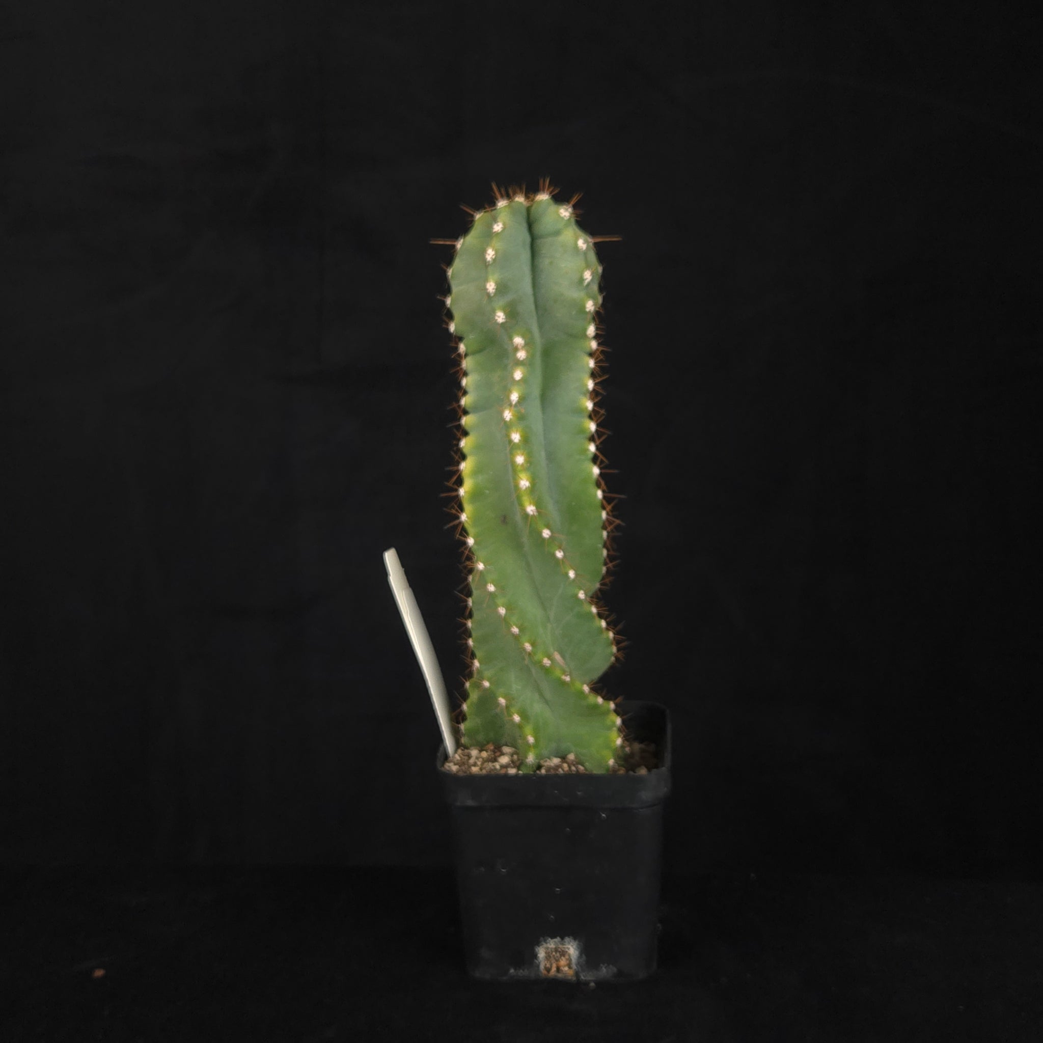 Cereus forbesii 'Spiralis'