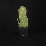 Cereus forbesii 'Spiralis'