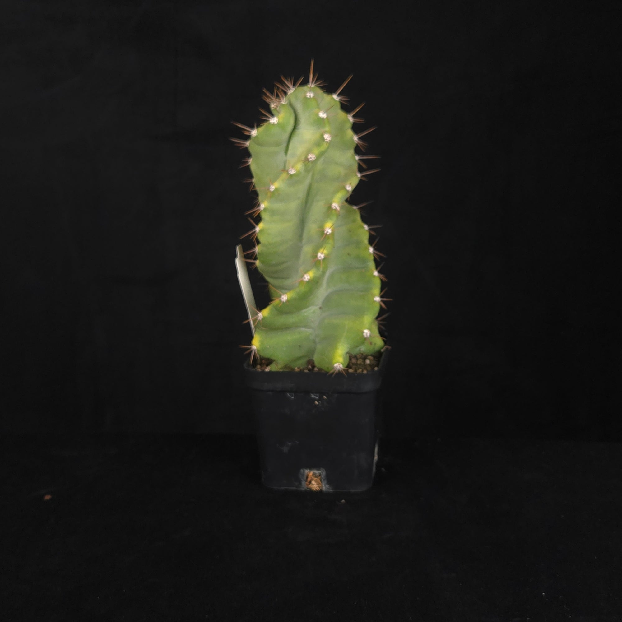Cereus forbesii 'Spiralis'