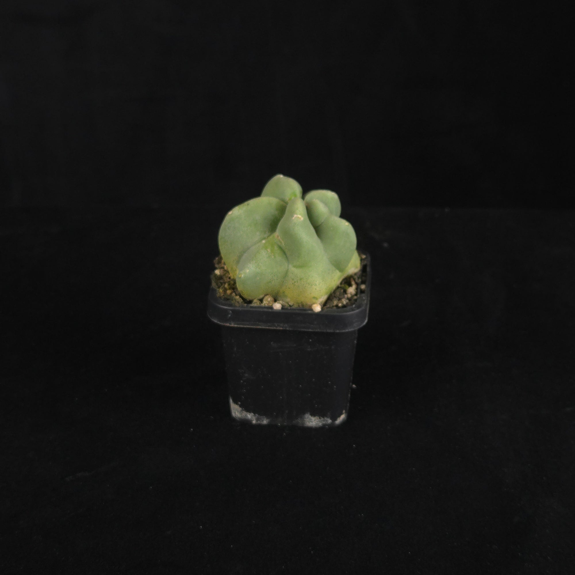 Lophocereus schottii (syn. Pachycereus)