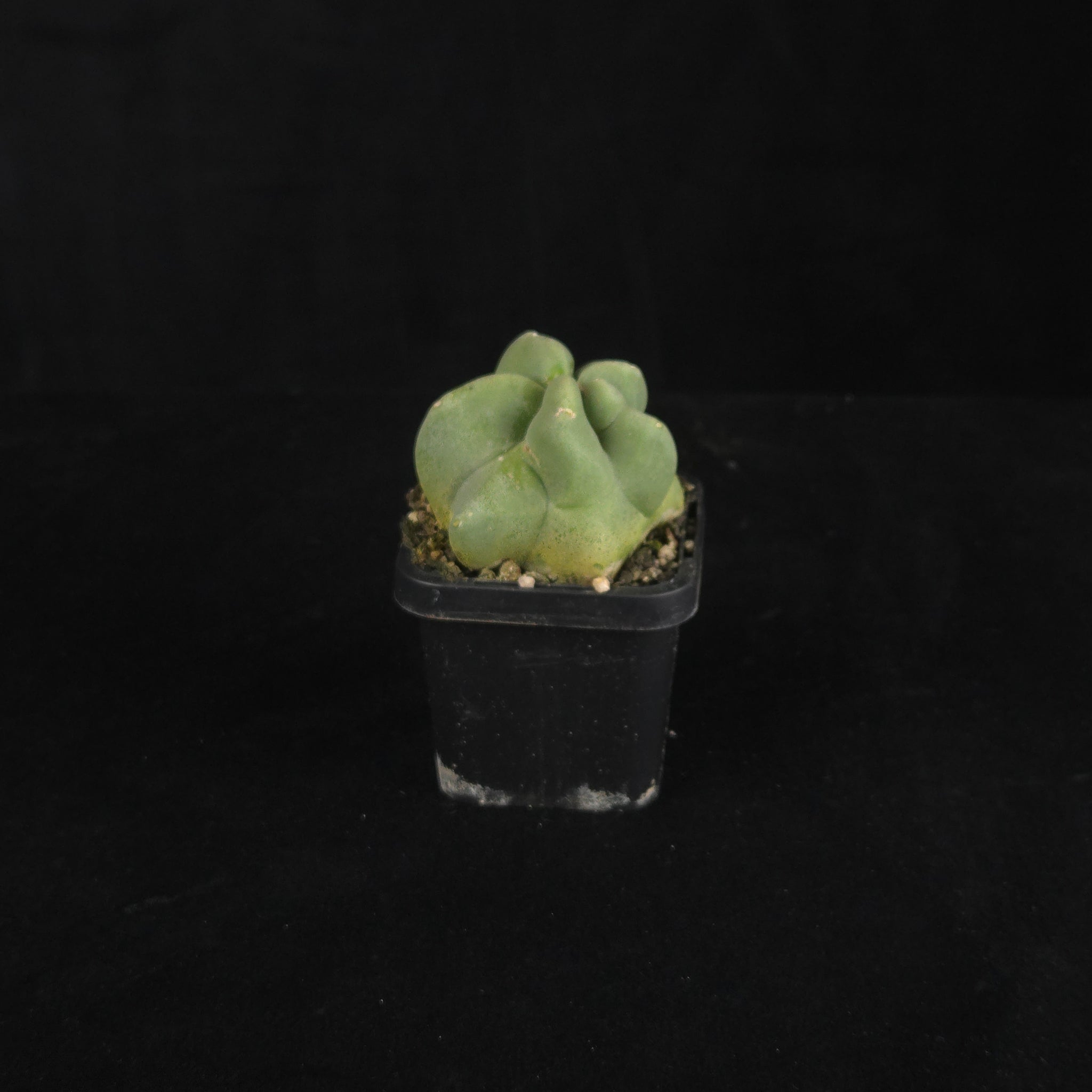 Lophocereus schottii (syn. Pachycereus)