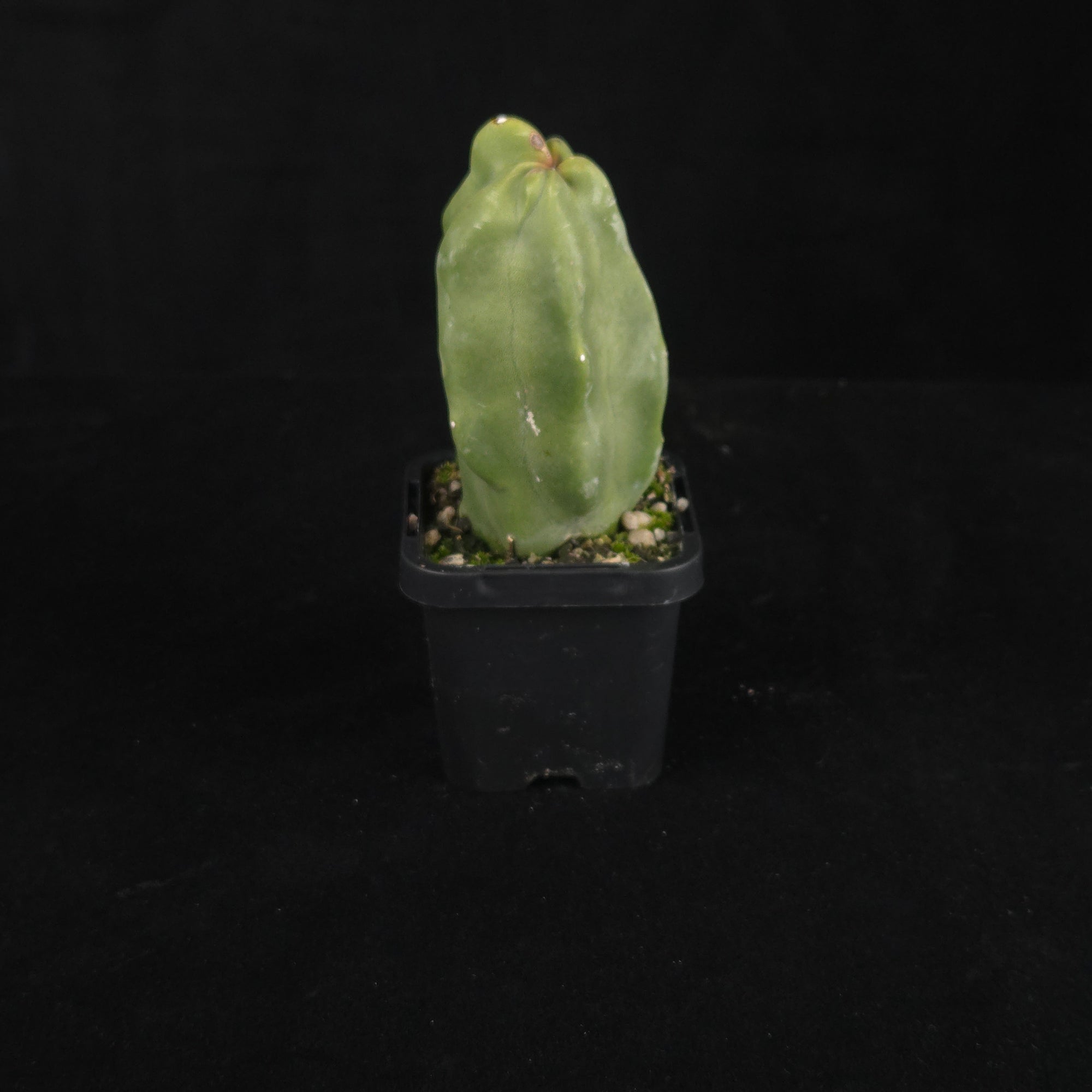 Lophocereus schottii (syn. Pachycereus)