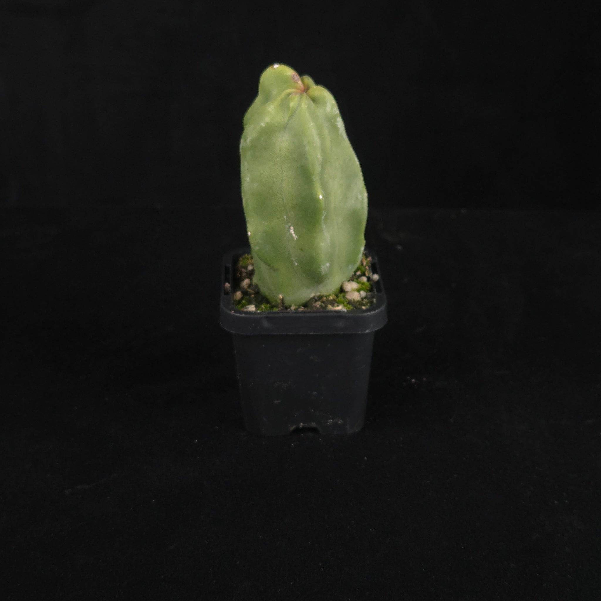 Lophocereus schottii (syn. Pachycereus)