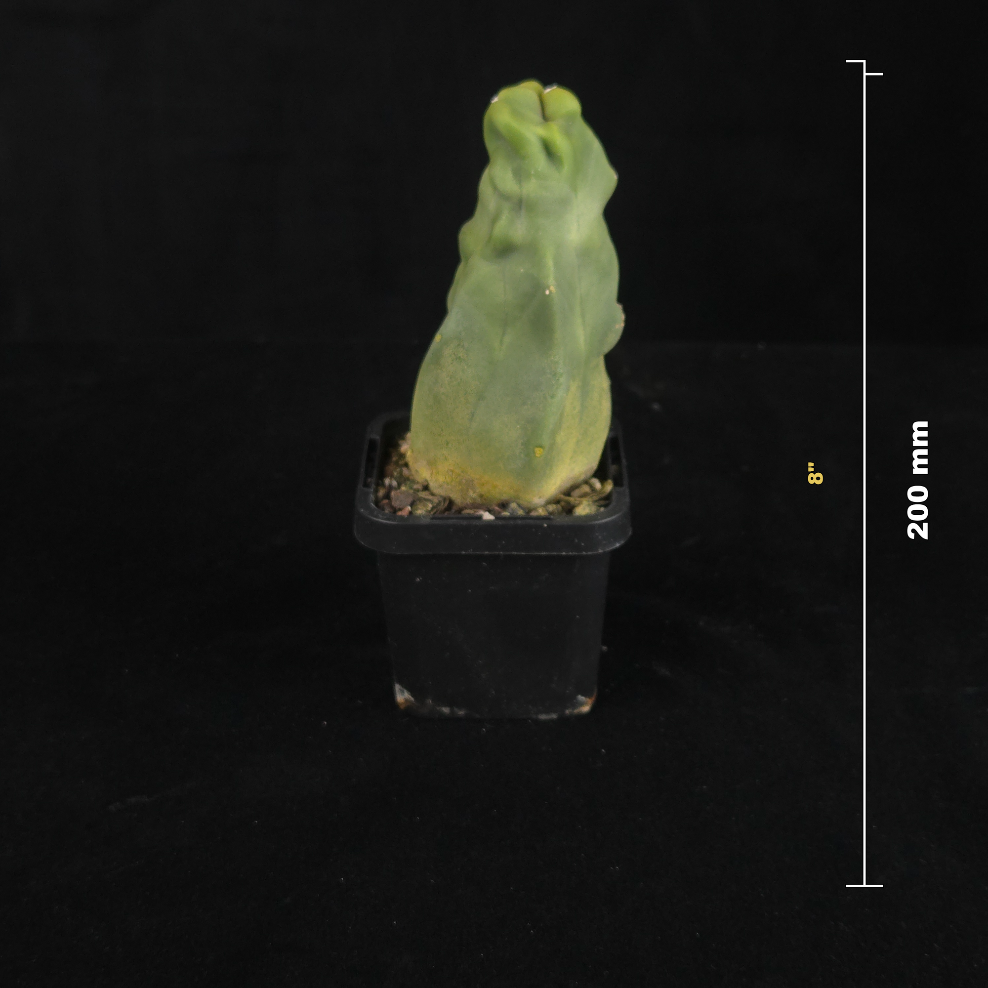 Lophocereus schottii (syn. Pachycereus)