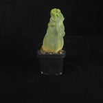 Lophocereus schottii (syn. Pachycereus)