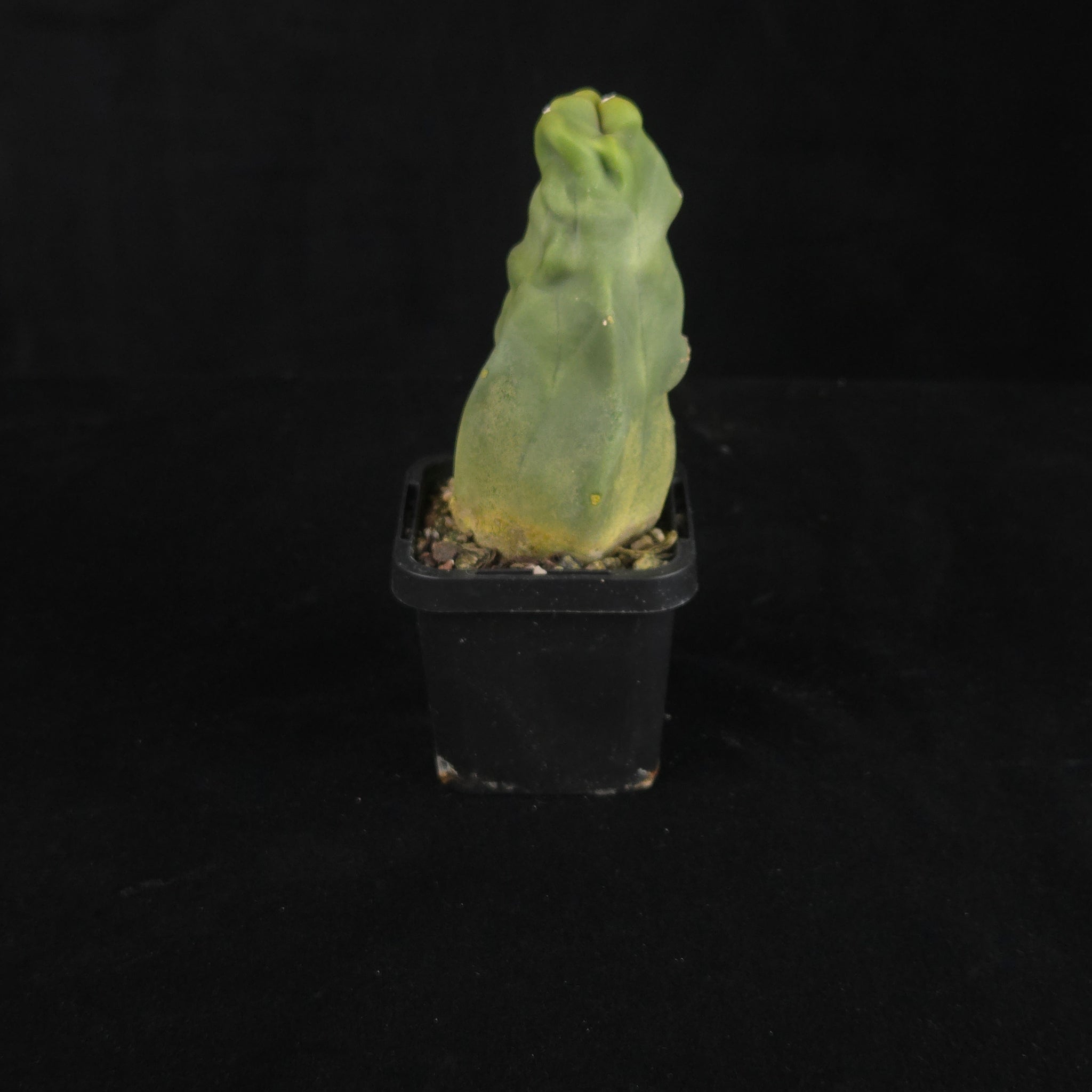 Lophocereus schottii (syn. Pachycereus)