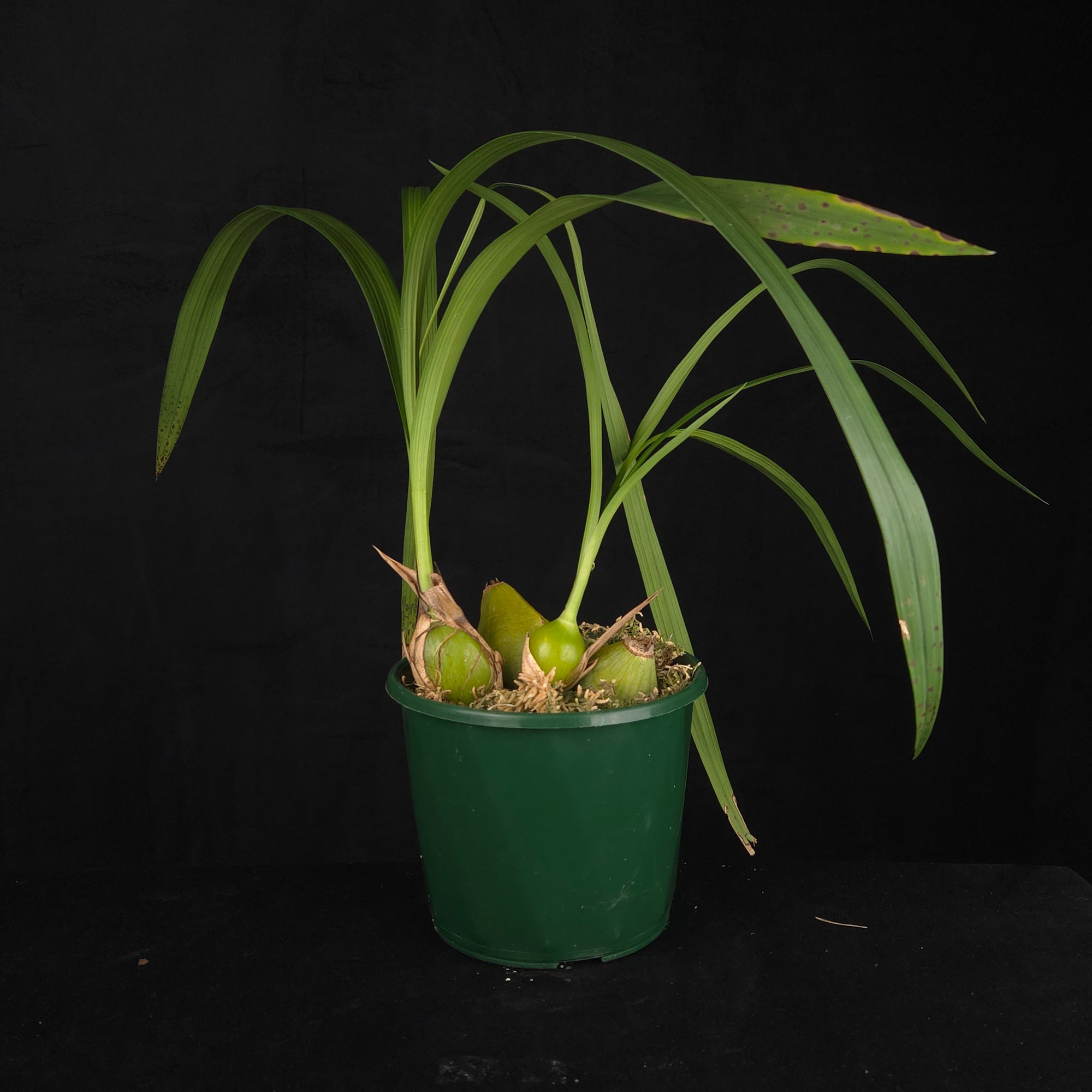 Coelia macrostachya