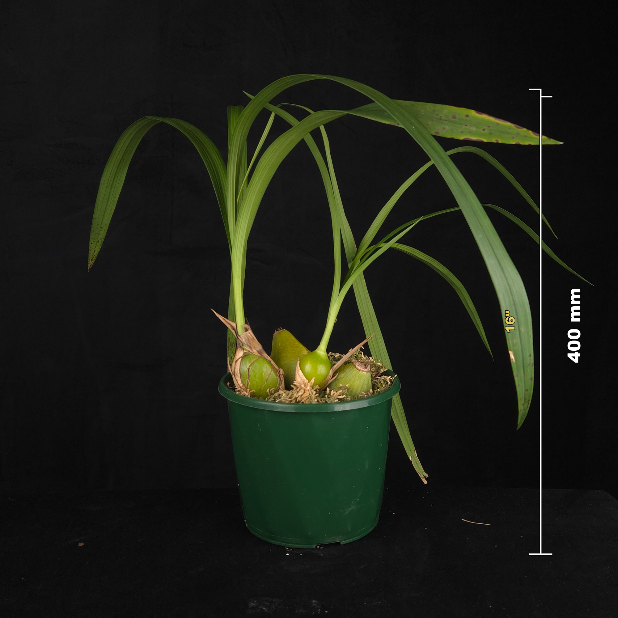 Coelia macrostachya