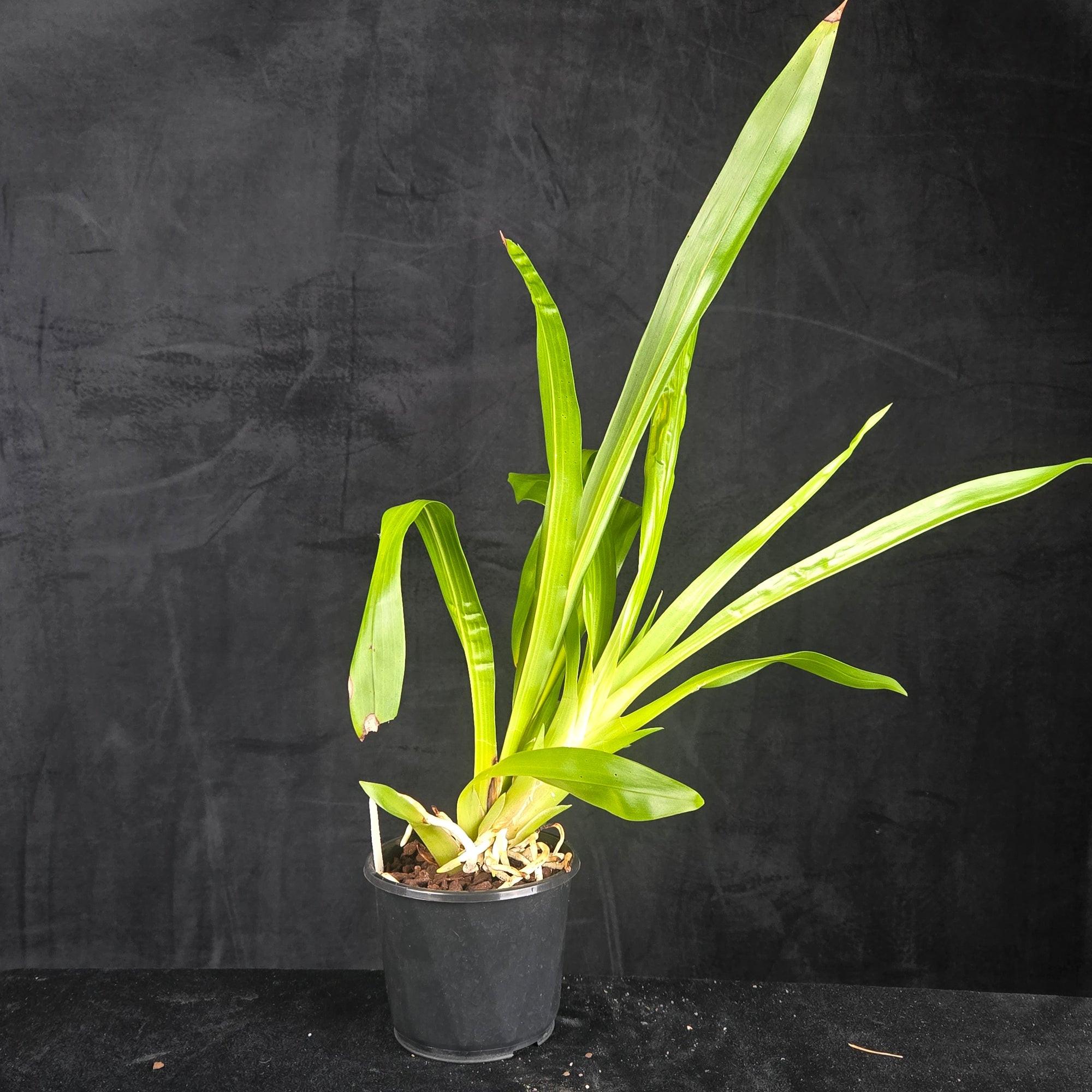 Bollea coelestis 'Blue'