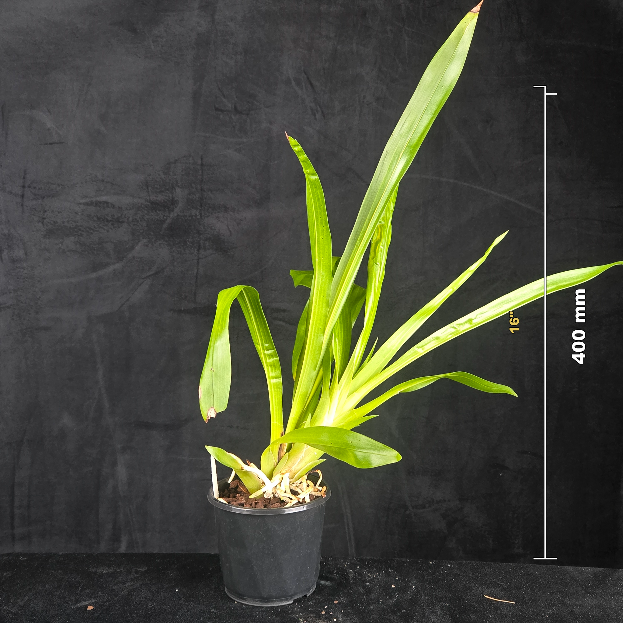 Bollea coelestis 'Blue'