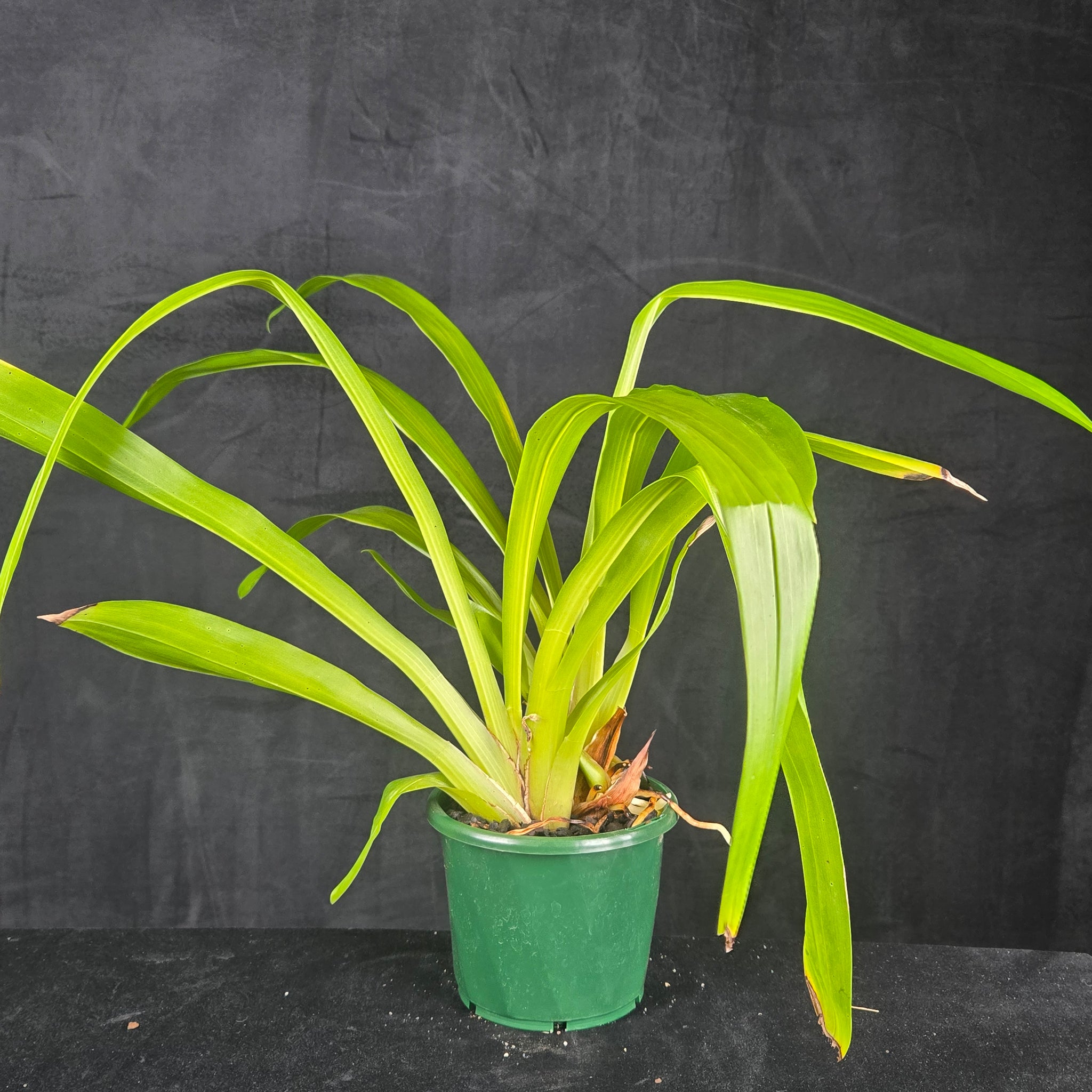 Bollea coelestis 'Blue'