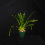 Bollea lawrenceana