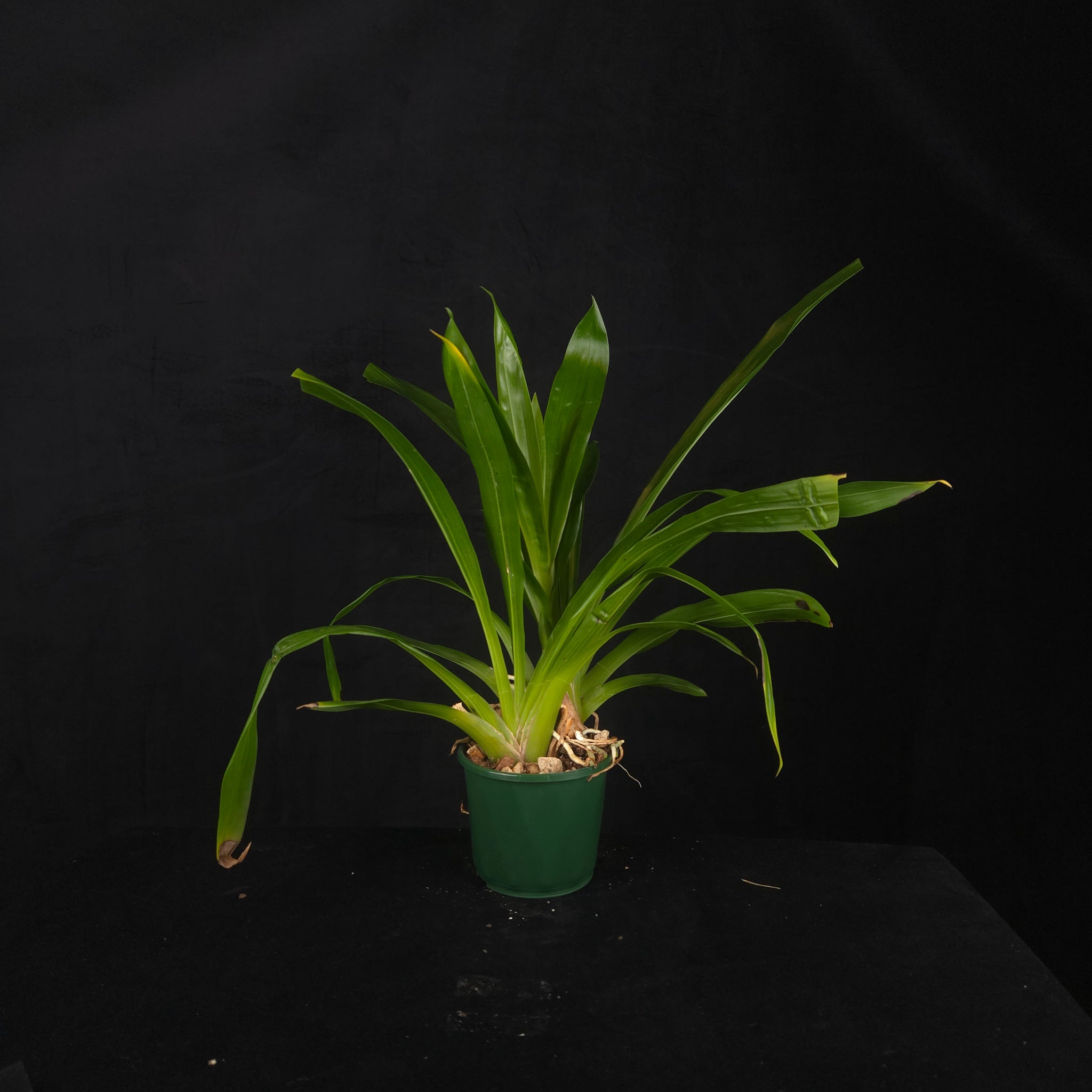 Bollea lawrenceana