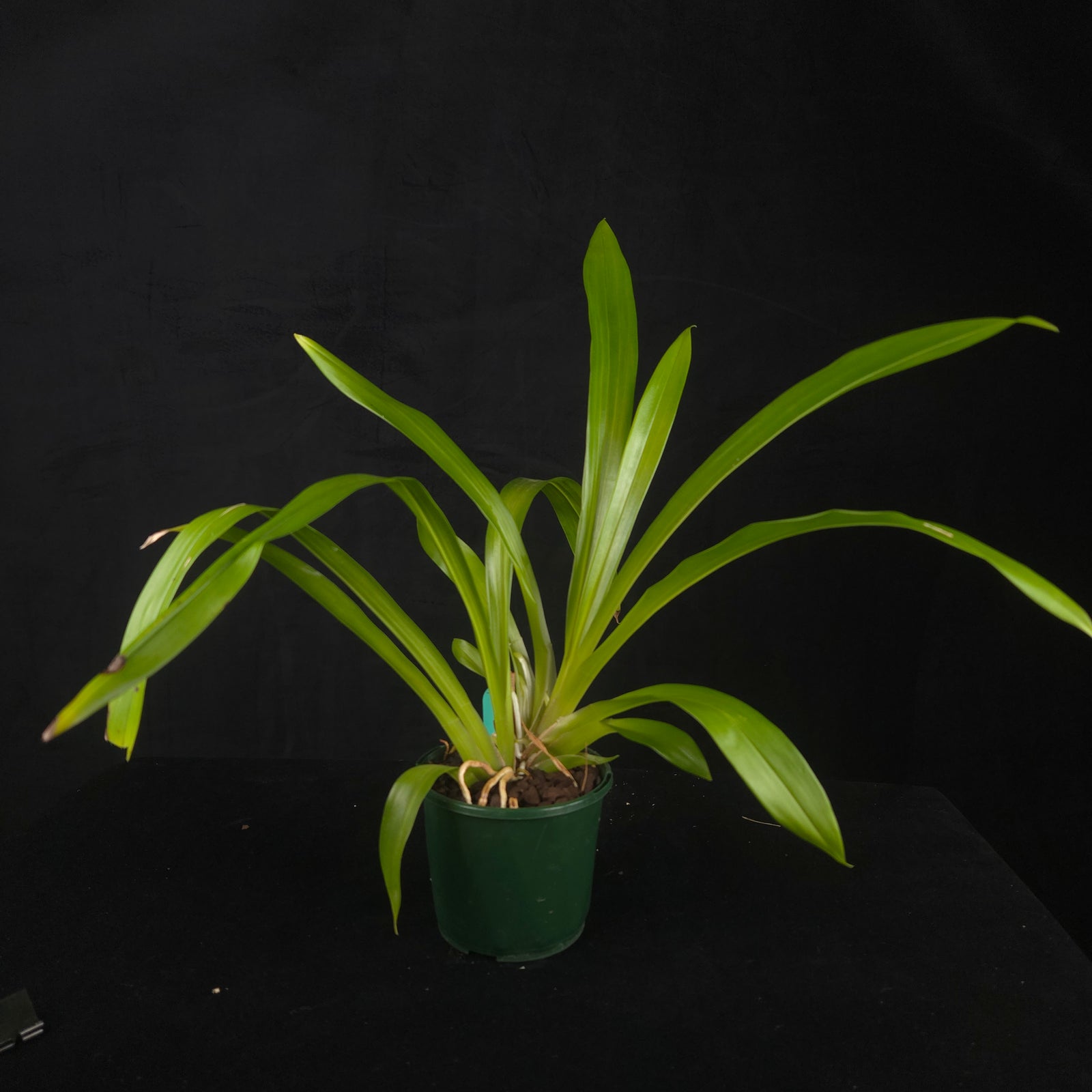 Pescatorea wallisii #2