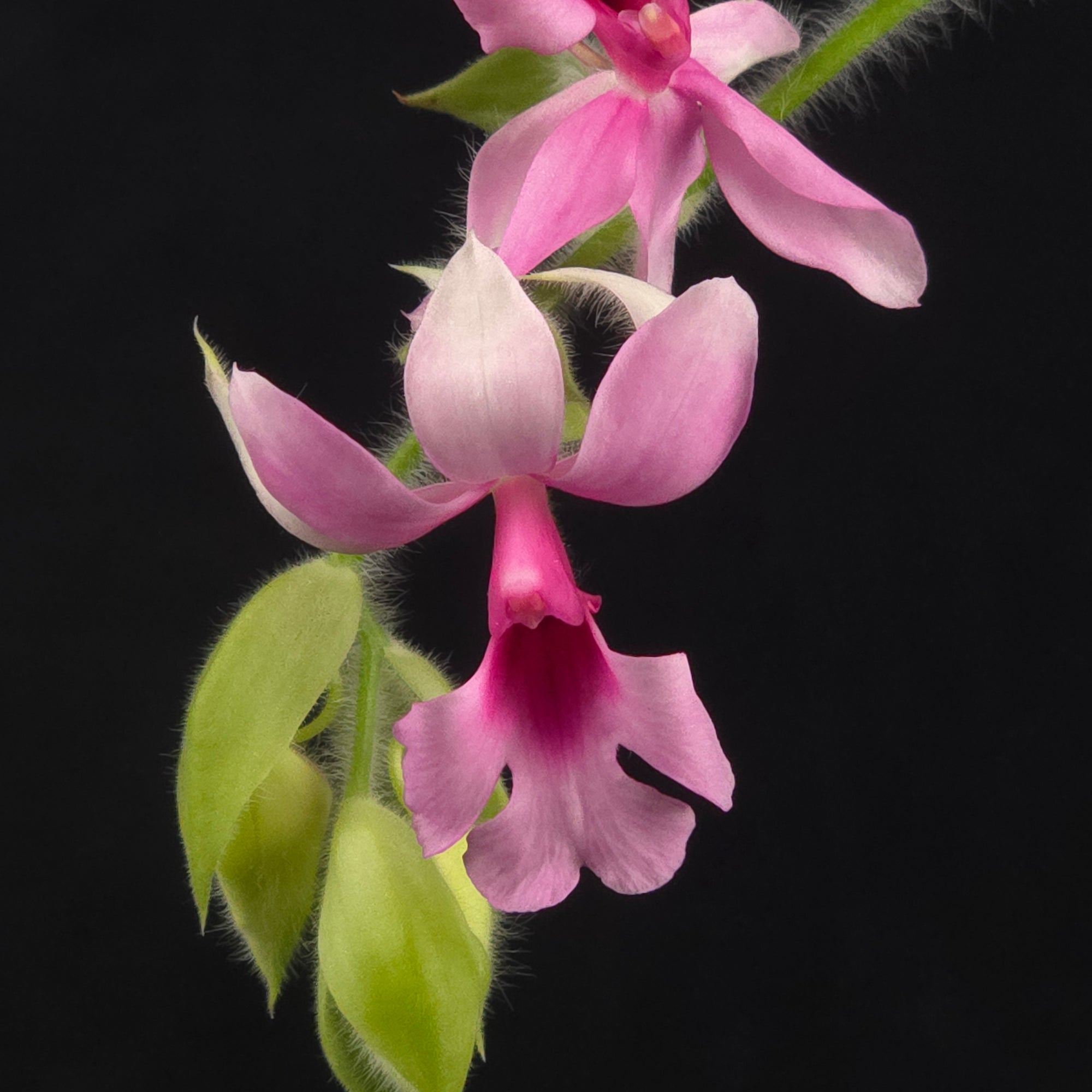 Calanthe vestita